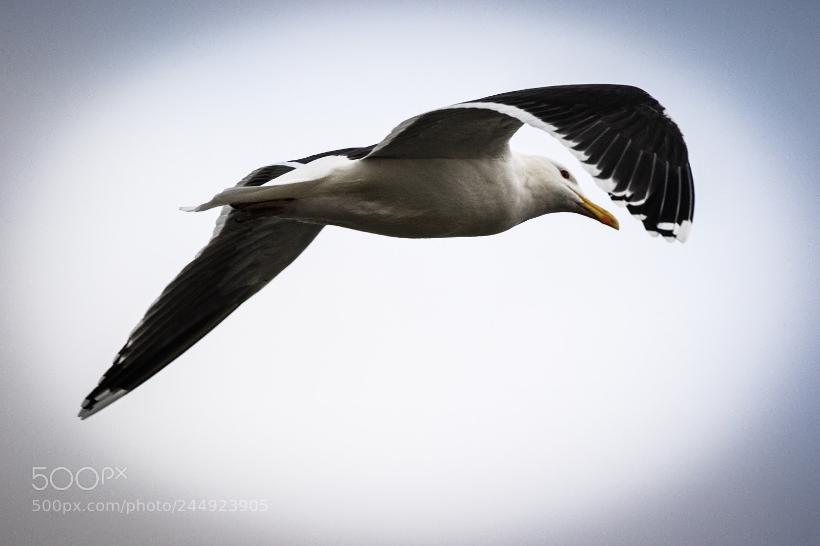 Canon EOS 7D Mark II sample photo. Black-backed gull photography