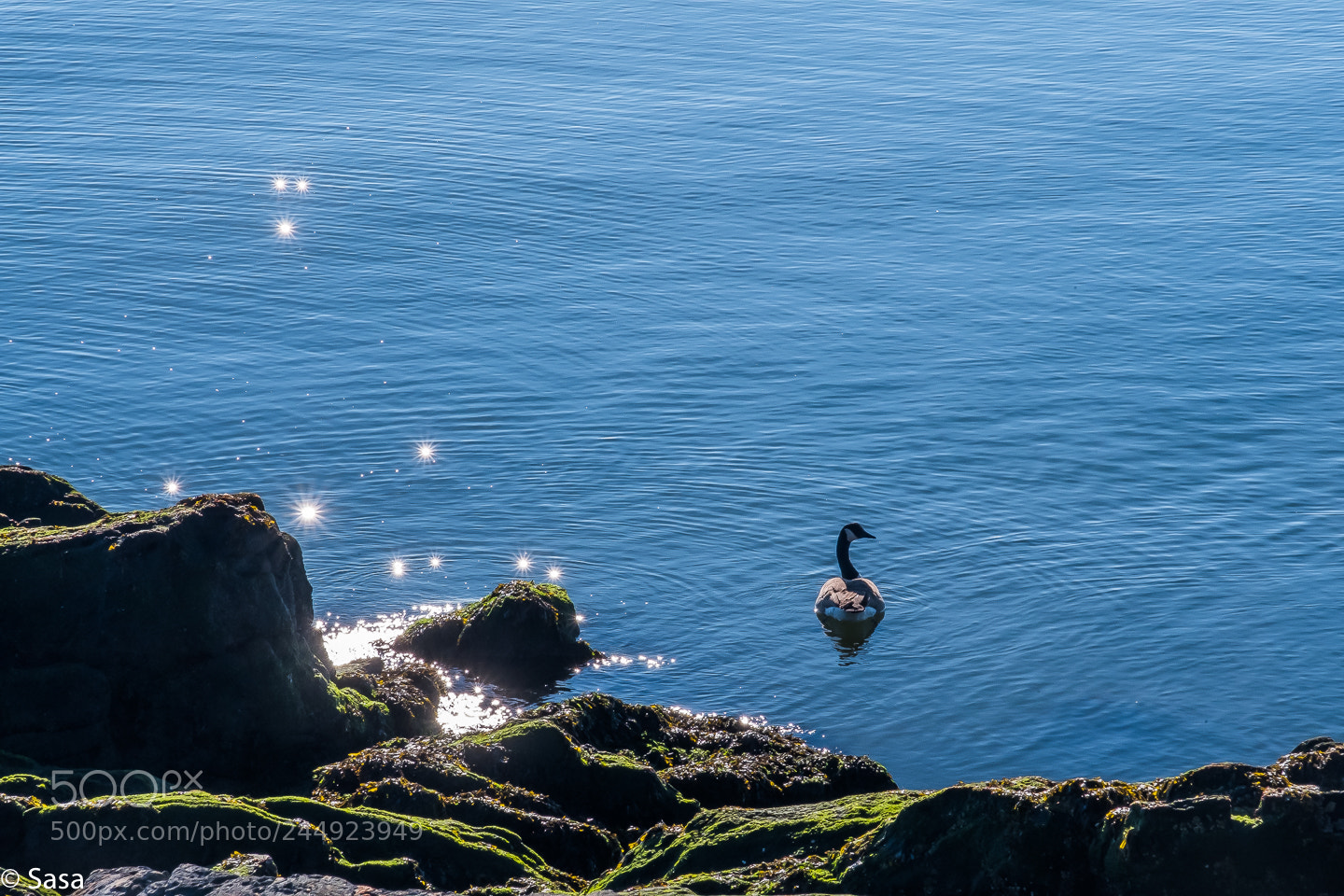 Fujifilm X-Pro2 sample photo. Canadian goose photography