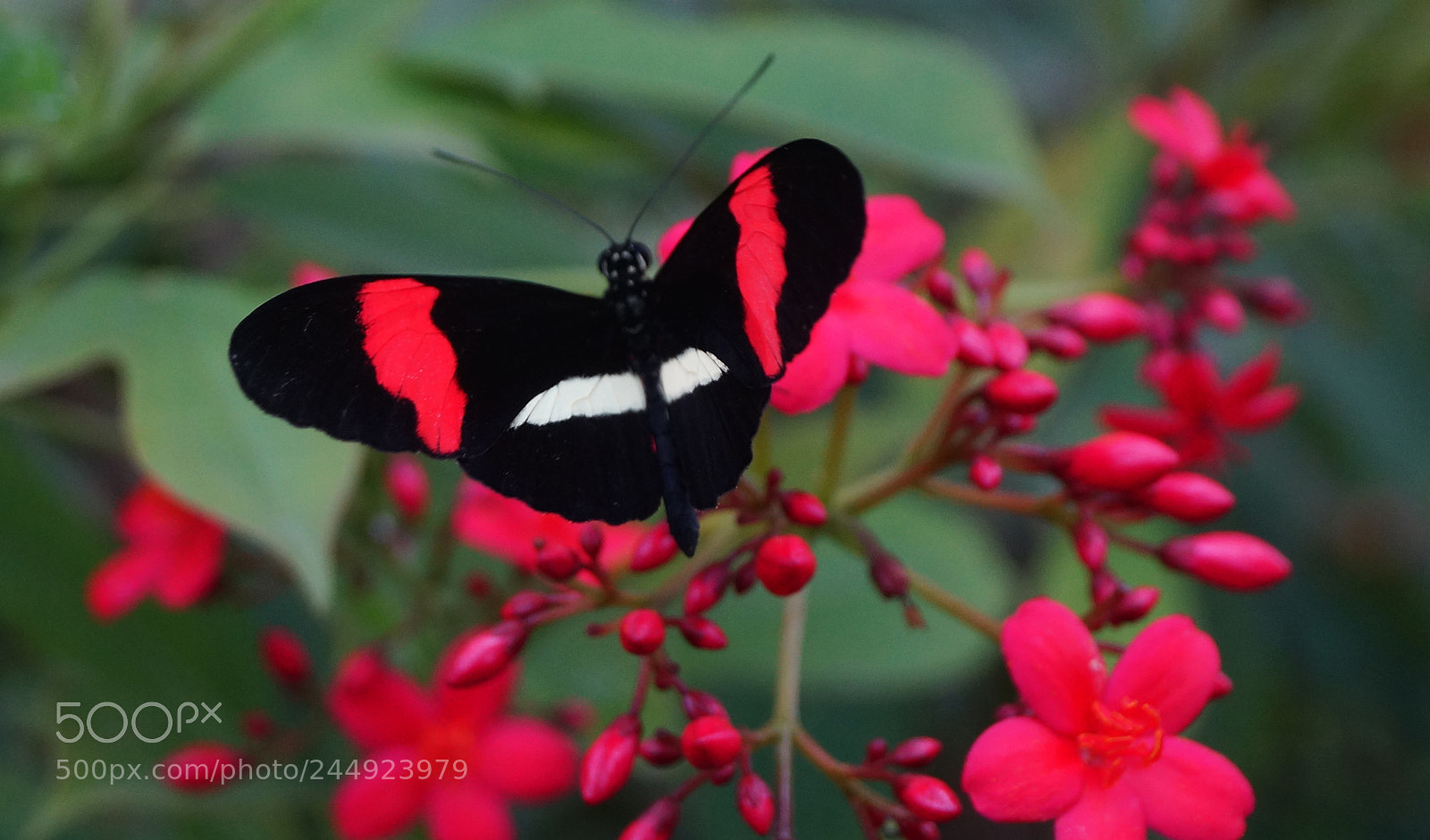 Sony a99 II sample photo. Butterfly in amazonica photography