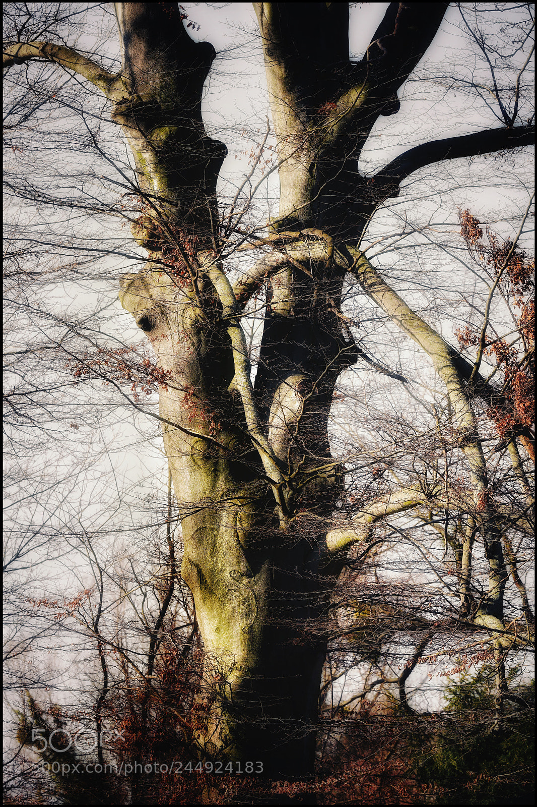Nikon D850 sample photo. Just a tree photography