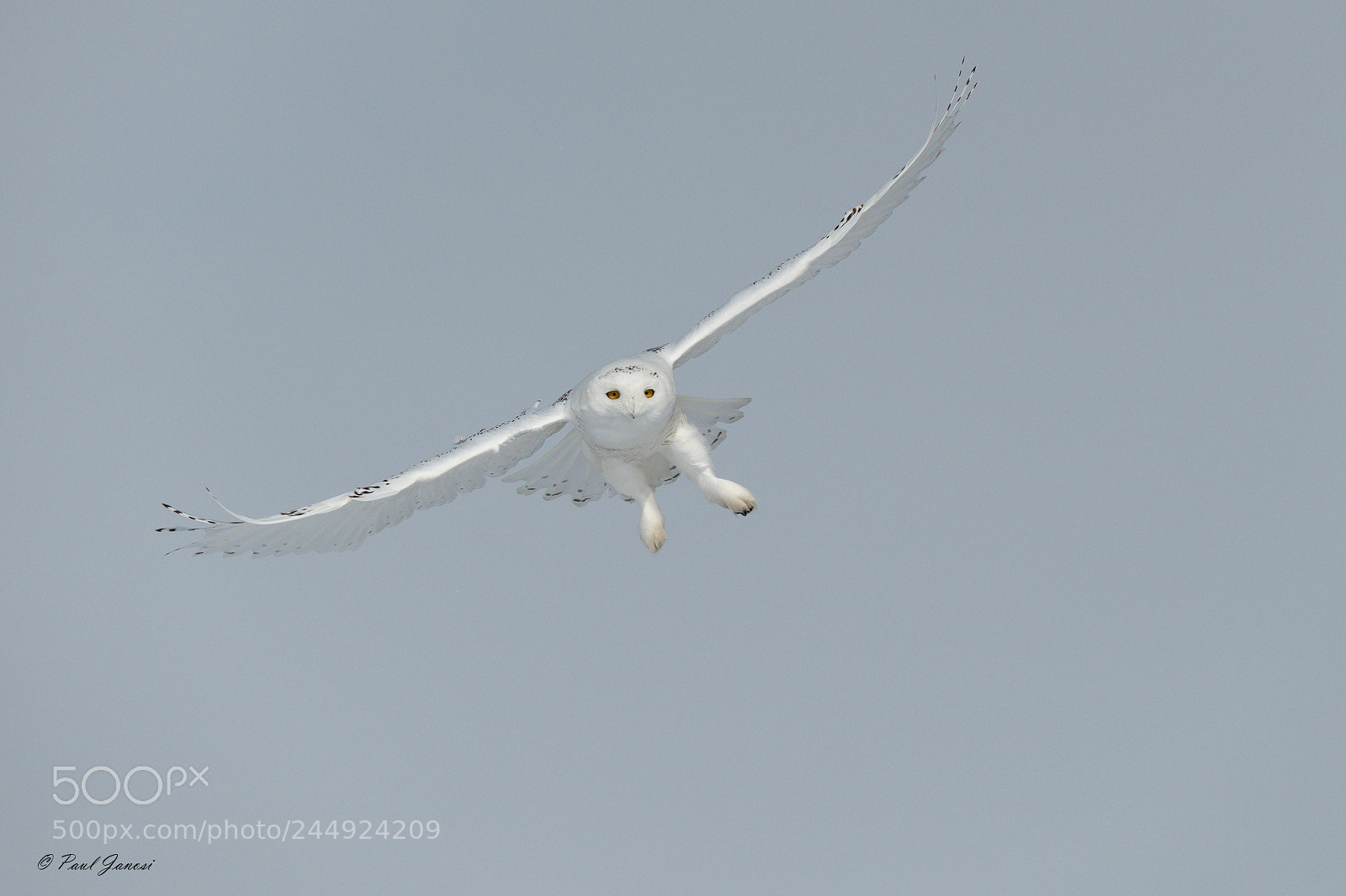 Nikon D850 sample photo. Snowy owl photography