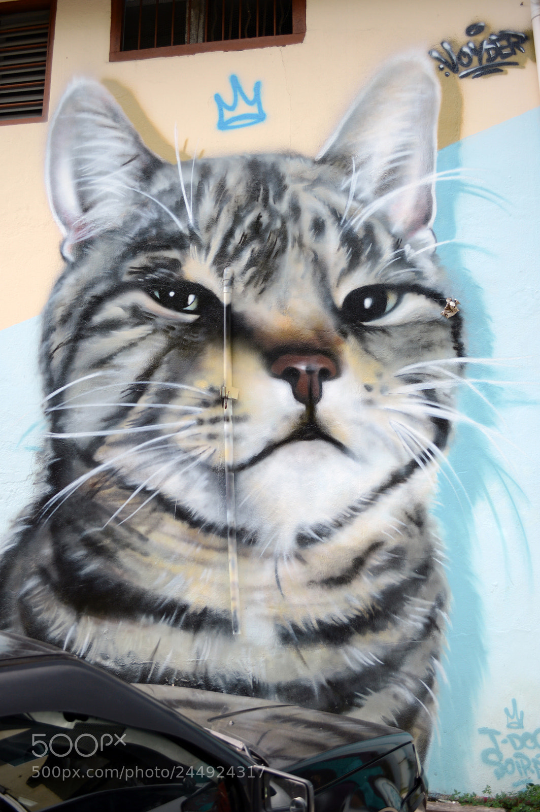 Nikon D3200 sample photo. Giant cat mural in photography