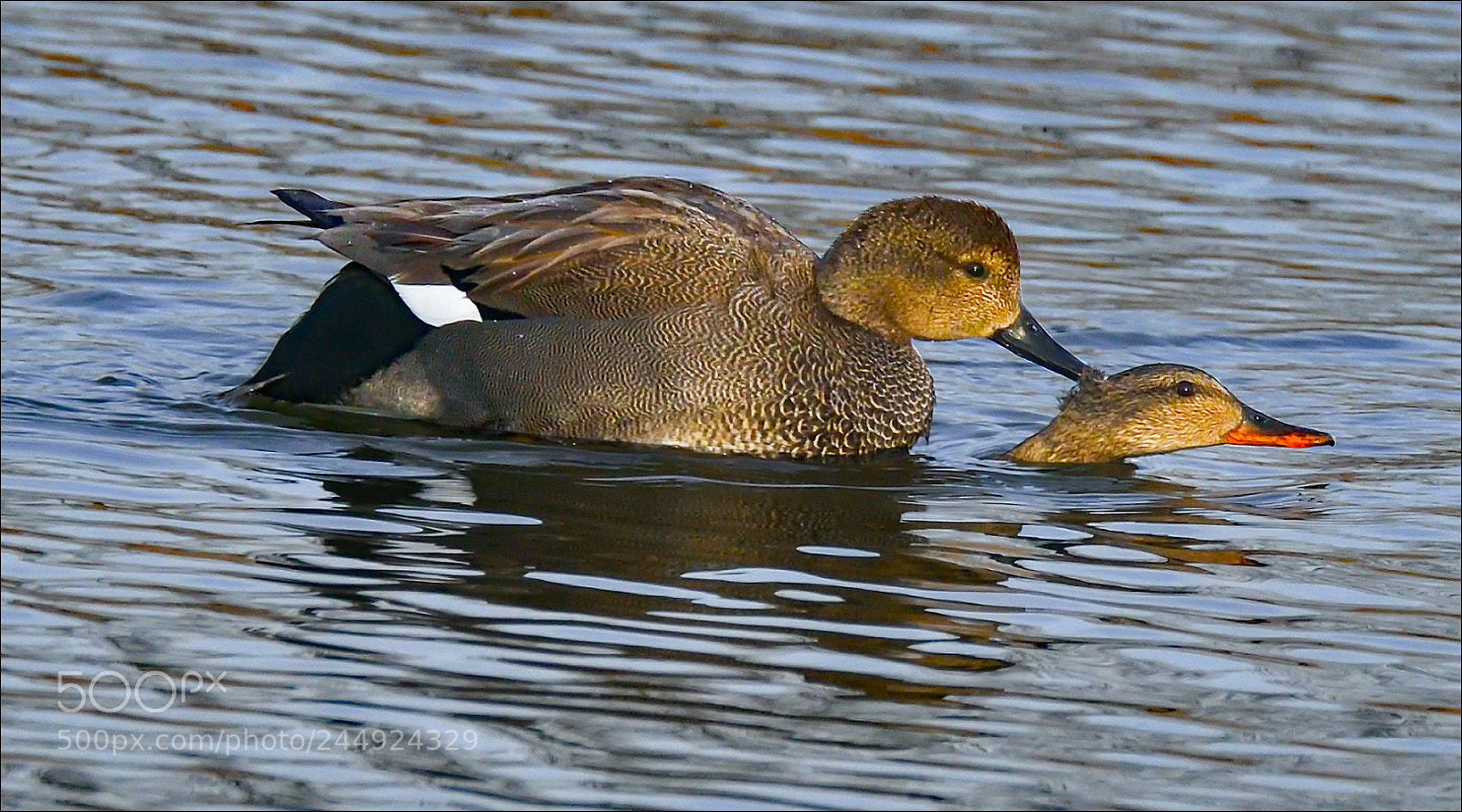 Nikon D500 sample photo. Love is in the photography