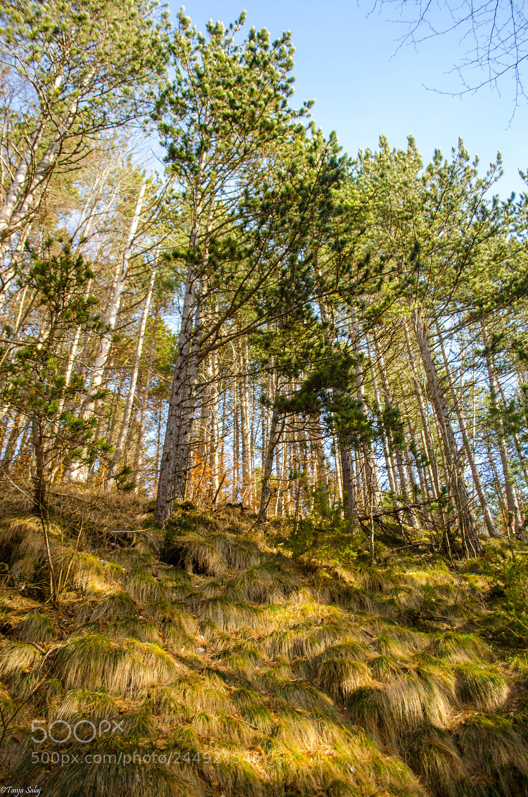 Nikon D5100 sample photo. Wavy grass photography