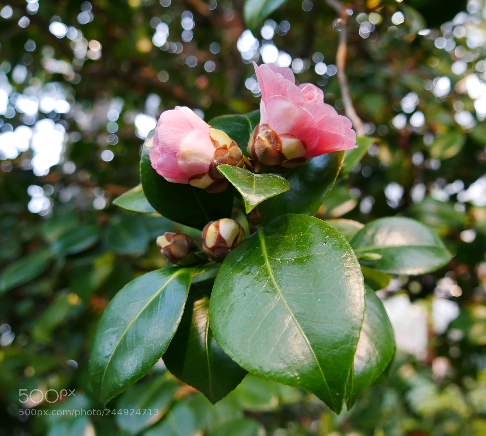 Panasonic Lumix DMC-G85 (Lumix DMC-G80) sample photo. Wild rose photography