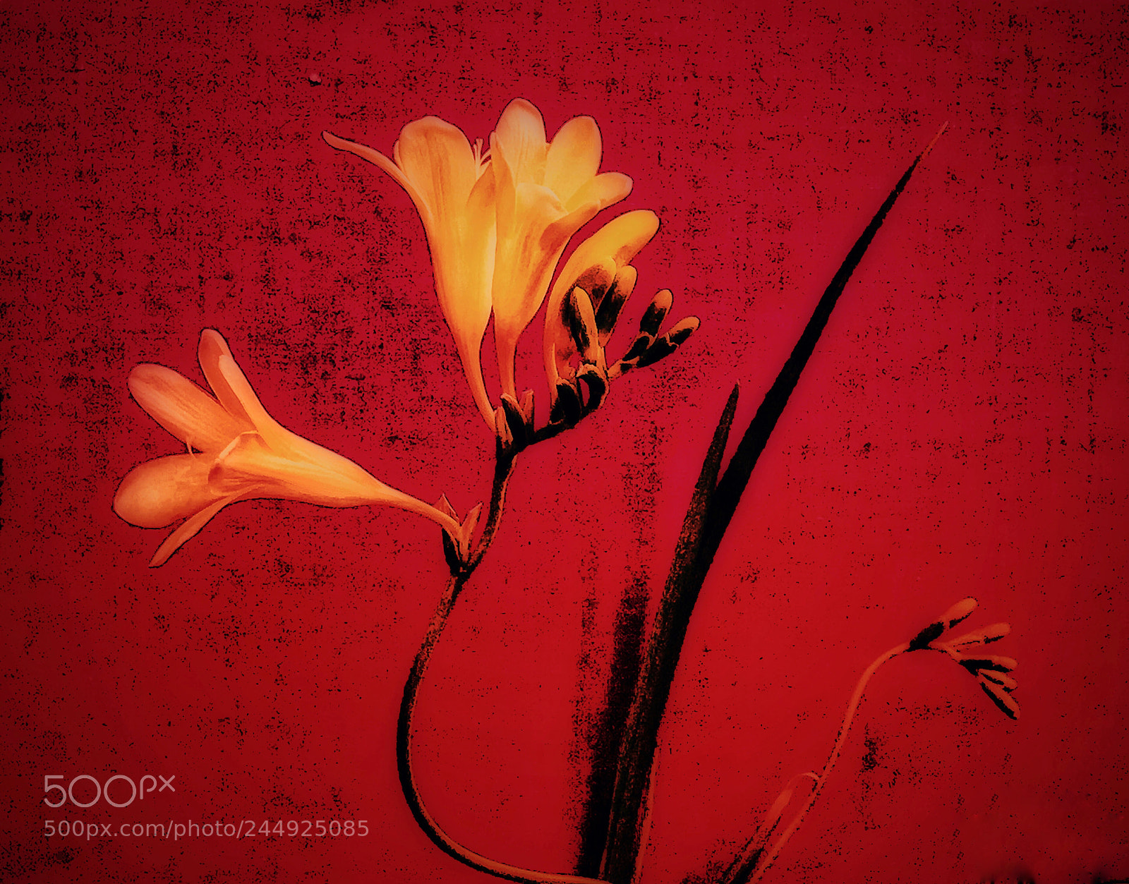 Apple iPhone 7 Plus sample photo. Freesia photography