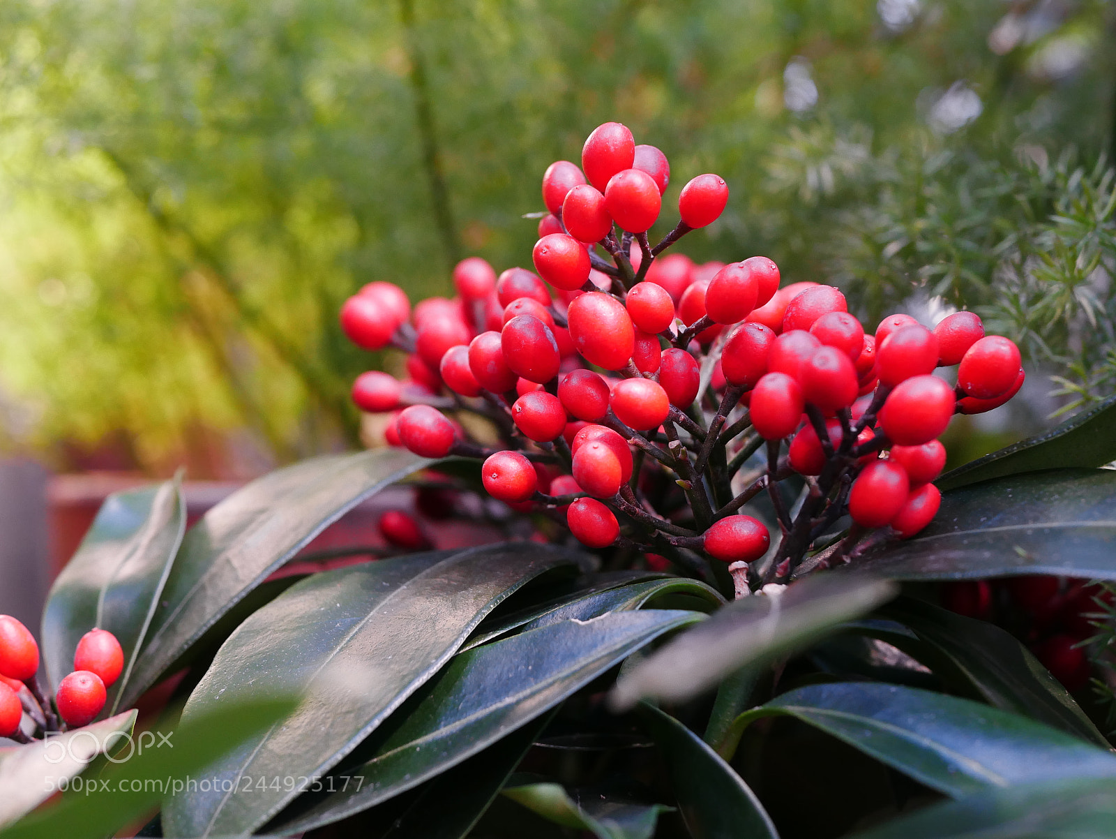 Panasonic Lumix DMC-G85 (Lumix DMC-G80) sample photo. Berries photography
