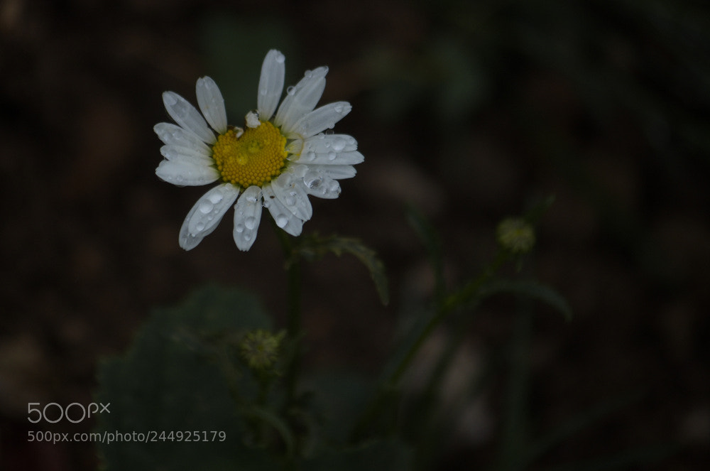 Pentax K-5 sample photo. Flower photography