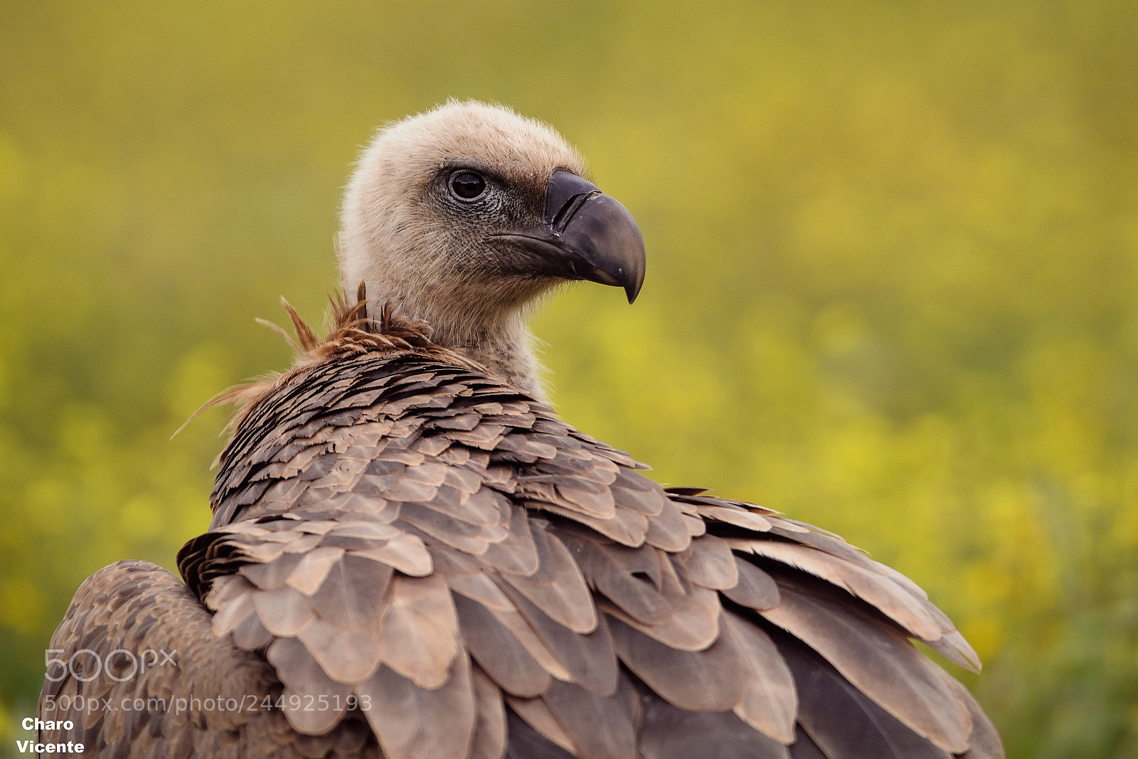 Nikon D610 sample photo. Buitre leonado​ (gyps fulvus) photography