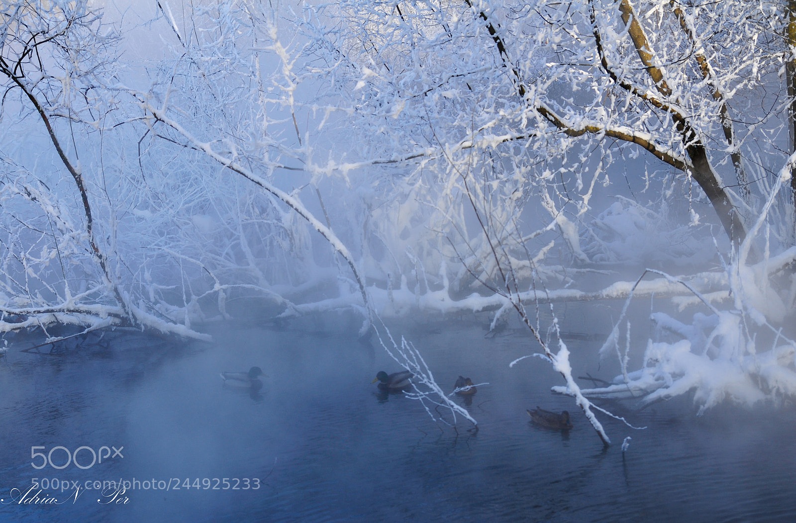 Nikon D300S sample photo. Freezing fog photography