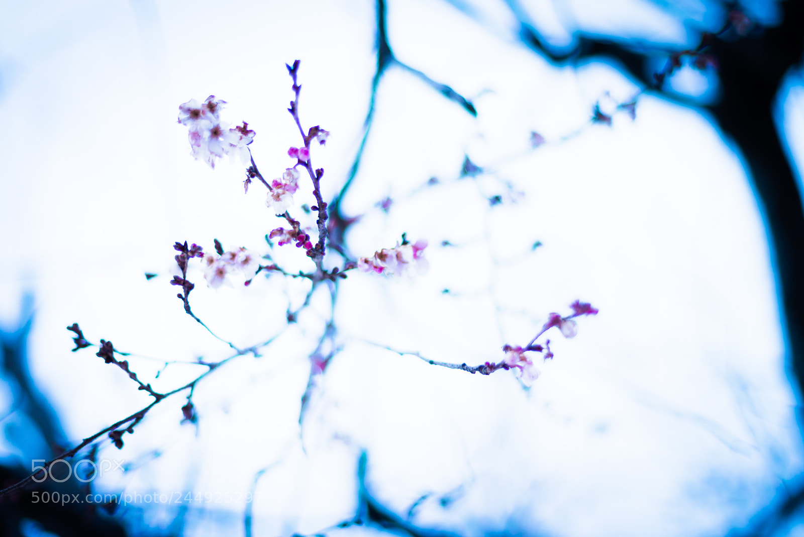 Nikon D600 sample photo. Winter cherry photography