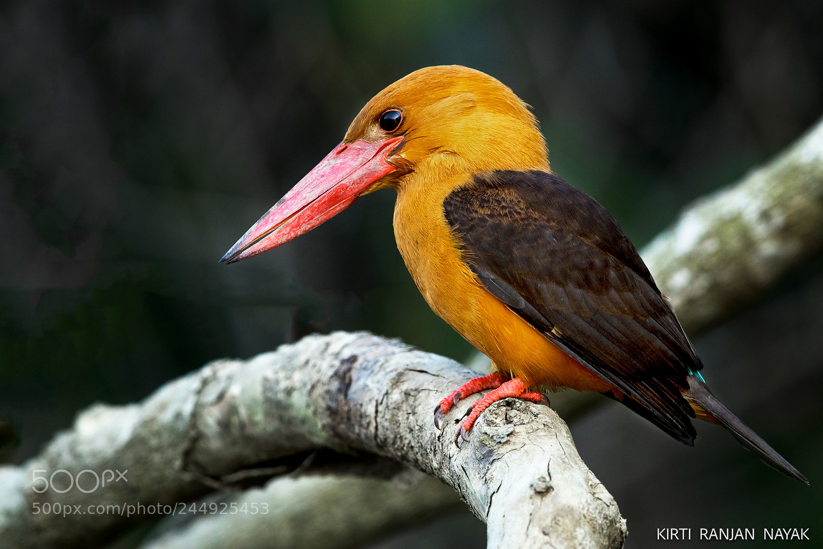 Canon EOS-1D X Mark II sample photo. Brown-winged kingfisher photography