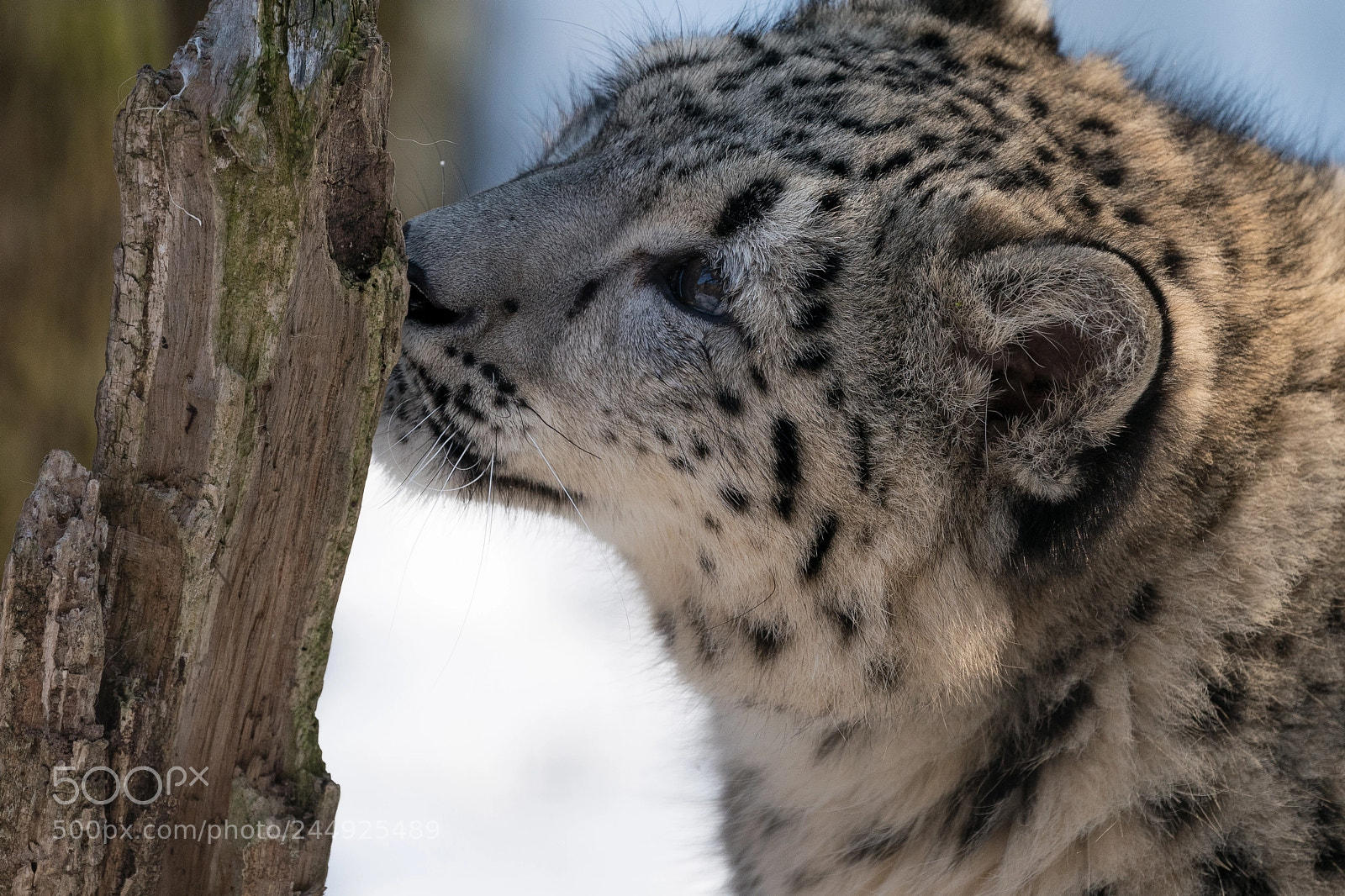 Sony a9 sample photo. Snow leopard baby photography