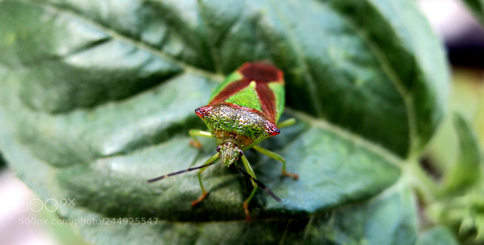 Canon PowerShot G3 X sample photo. Green bug photography