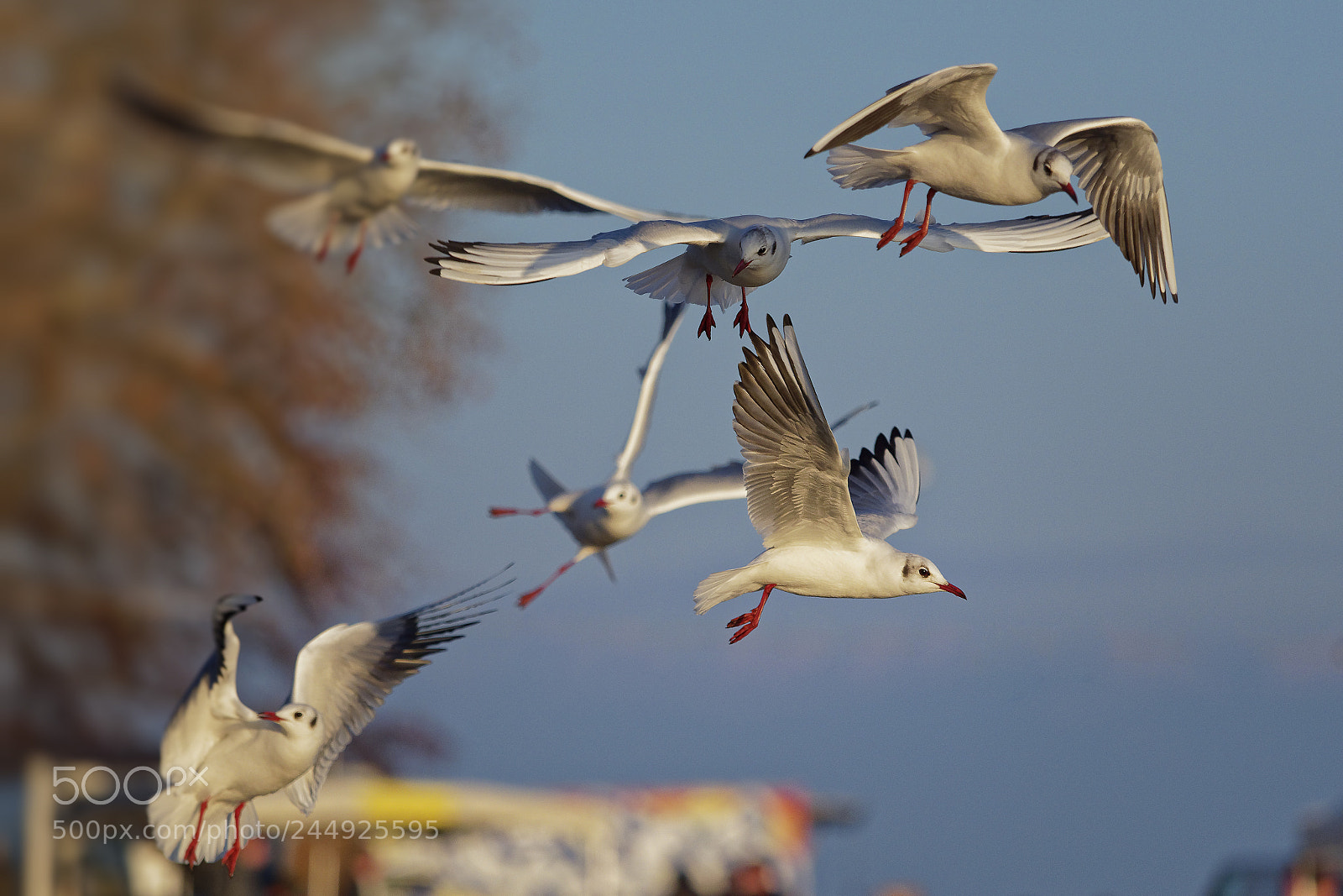 Olympus OM-D E-M1 Mark II sample photo. Vol de mouettes photography