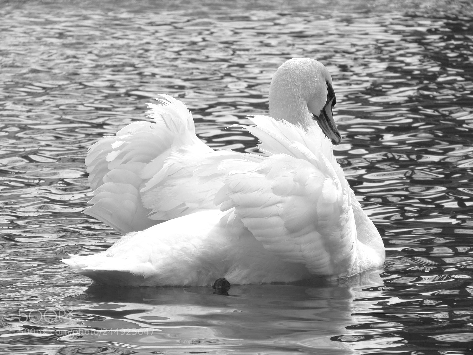 Canon PowerShot SX520 HS sample photo. Signe du jardin lecoq photography