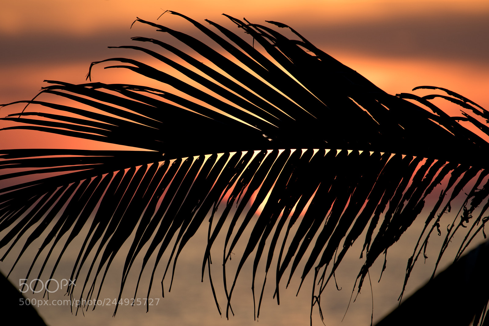 Canon EOS 7D Mark II sample photo. Palm tree photography