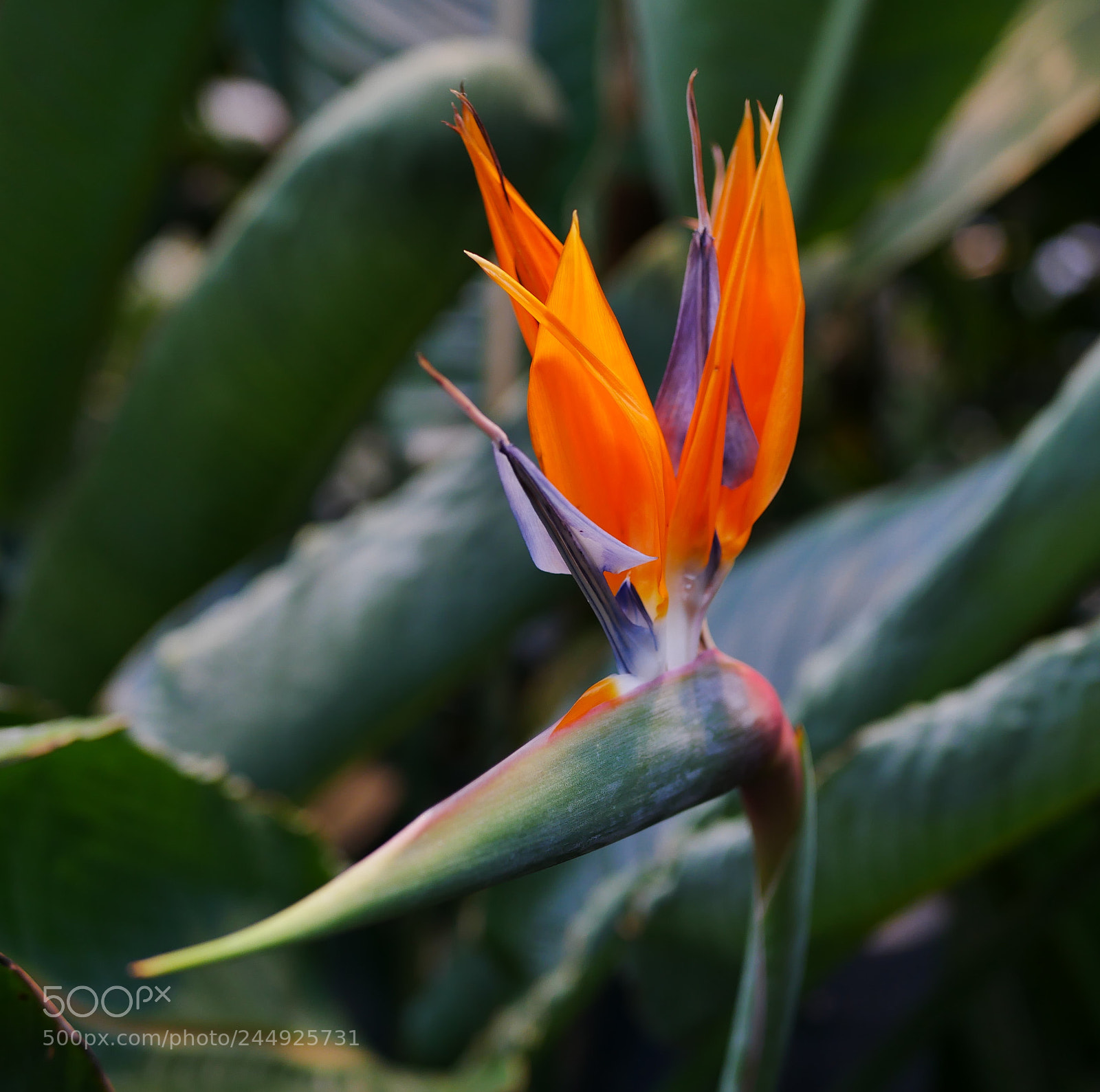 Panasonic Lumix DMC-G85 (Lumix DMC-G80) sample photo. Floral fire photography
