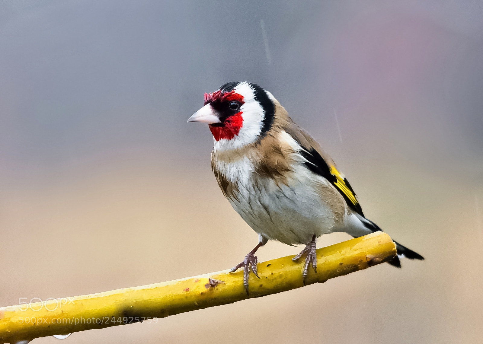 Nikon D7200 sample photo. Goldfinch in rain photography