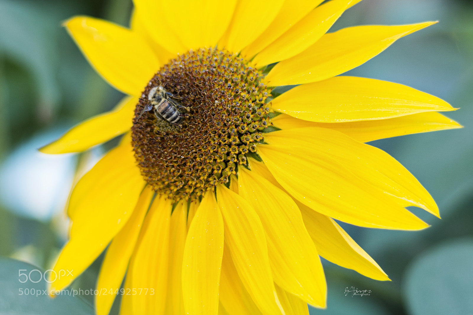 Nikon D7100 sample photo. Sunflower and a bee photography
