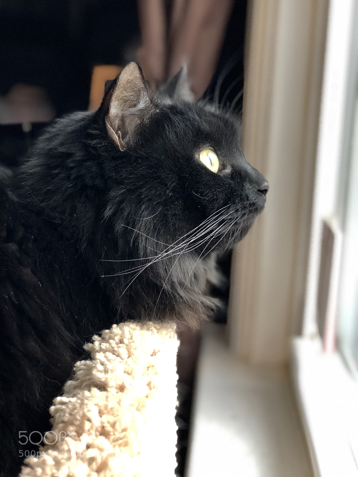 Apple iPhone 8 Plus sample photo. Hazel rain watching birds photography