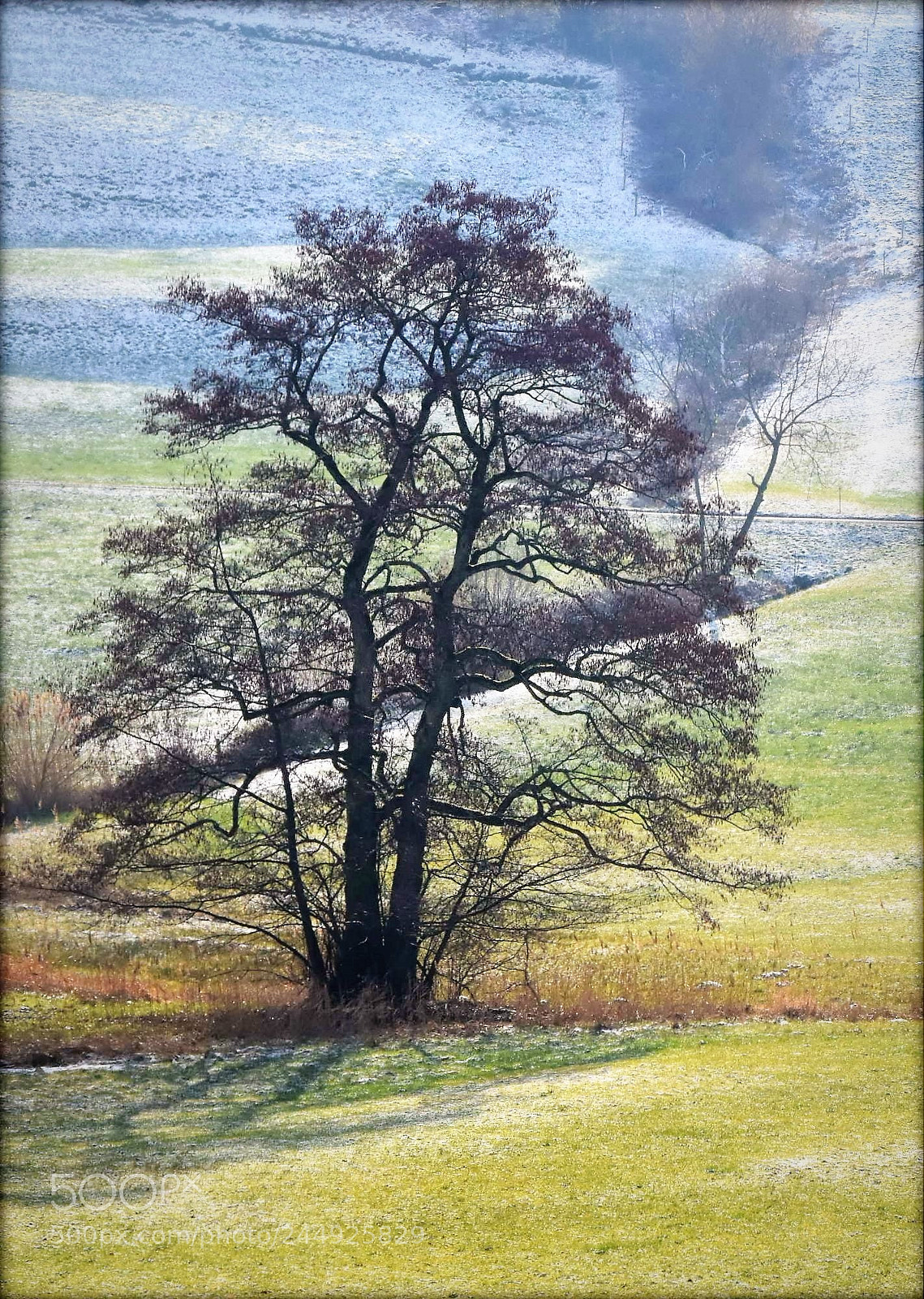 Nikon D7200 sample photo. "tree" photography
