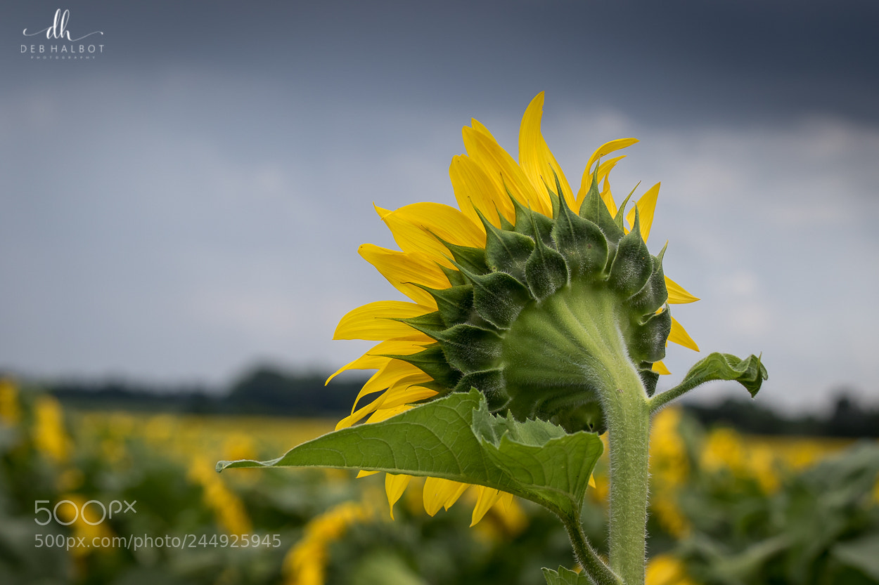 Canon EOS 7D Mark II sample photo. Not afraid photography