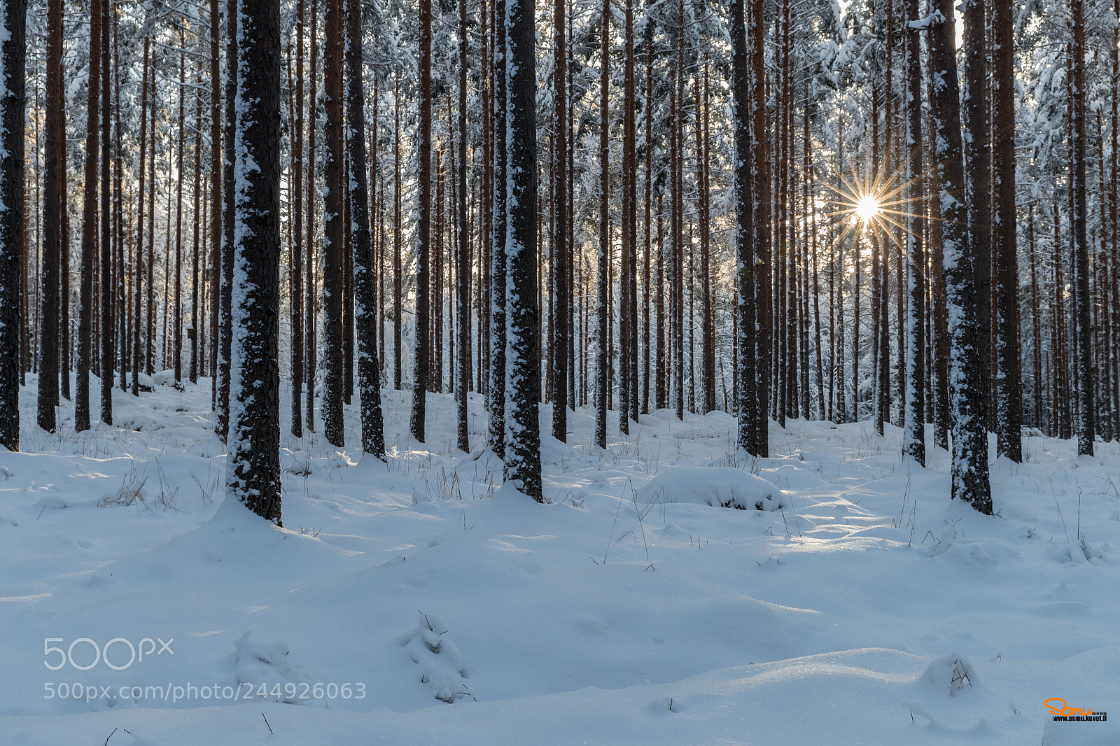 Canon EOS-1D X Mark II sample photo. Sunny winter day photography
