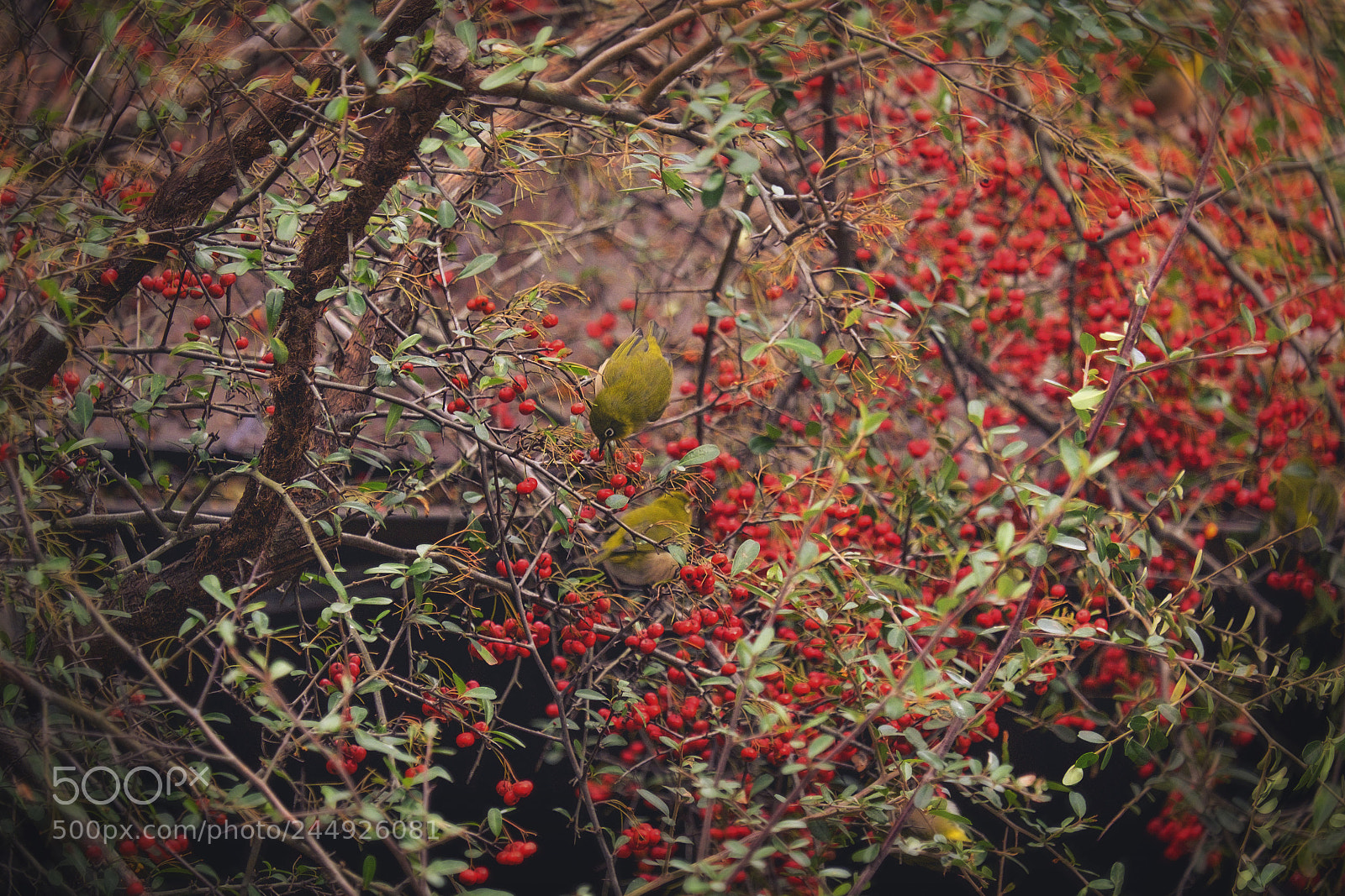 Fujifilm X-T10 sample photo. Spring photography