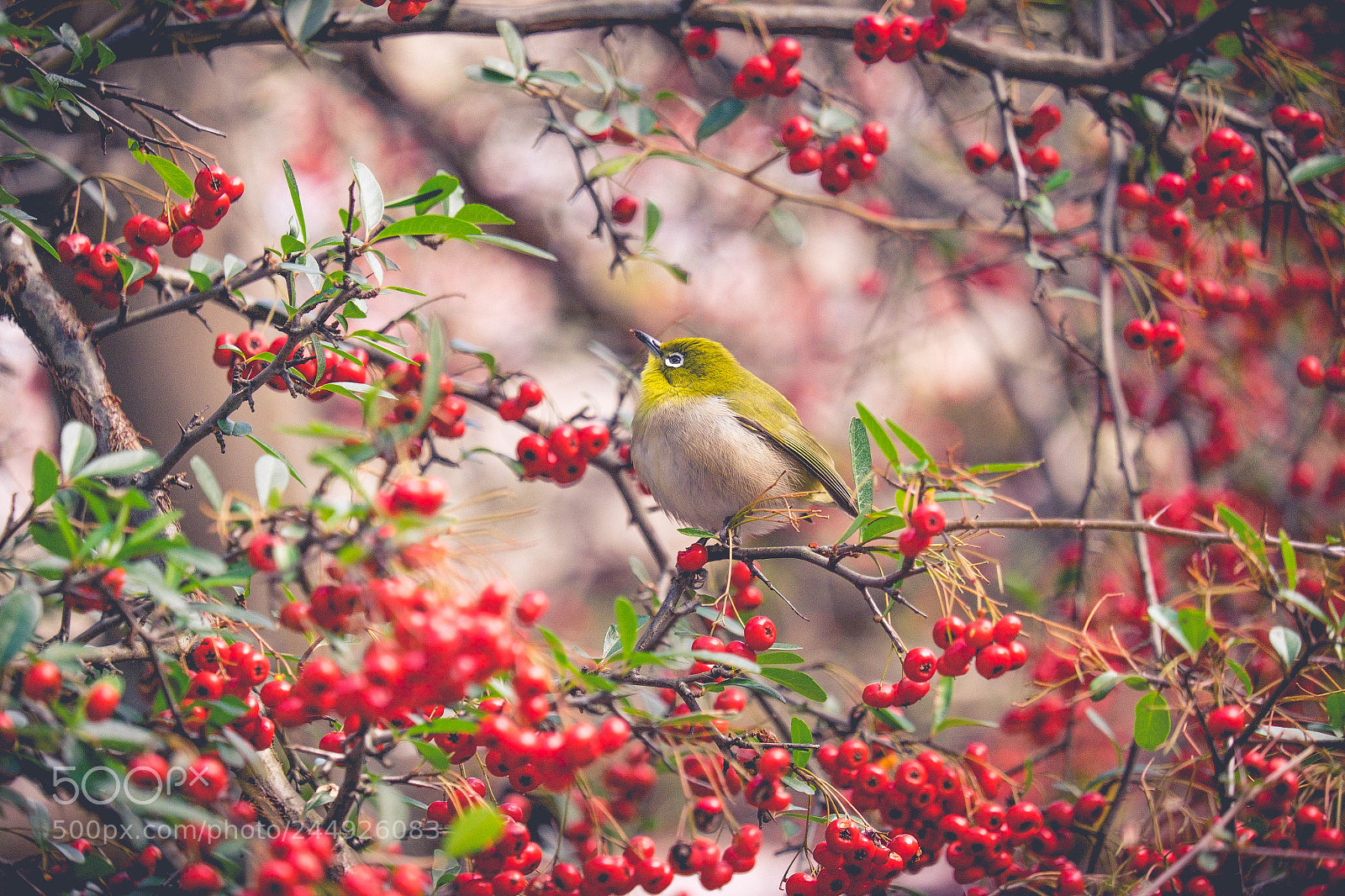 Fujifilm X-T10 sample photo. Spring photography