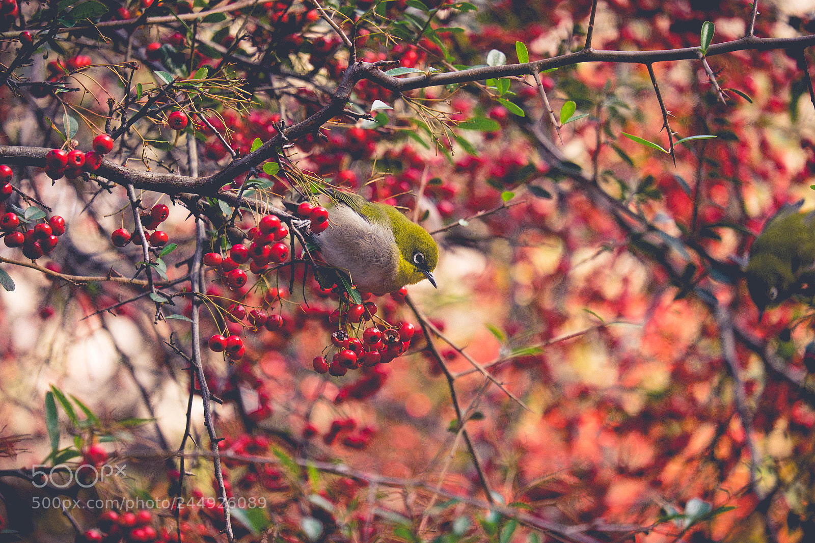 Fujifilm X-T10 sample photo. Spring photography
