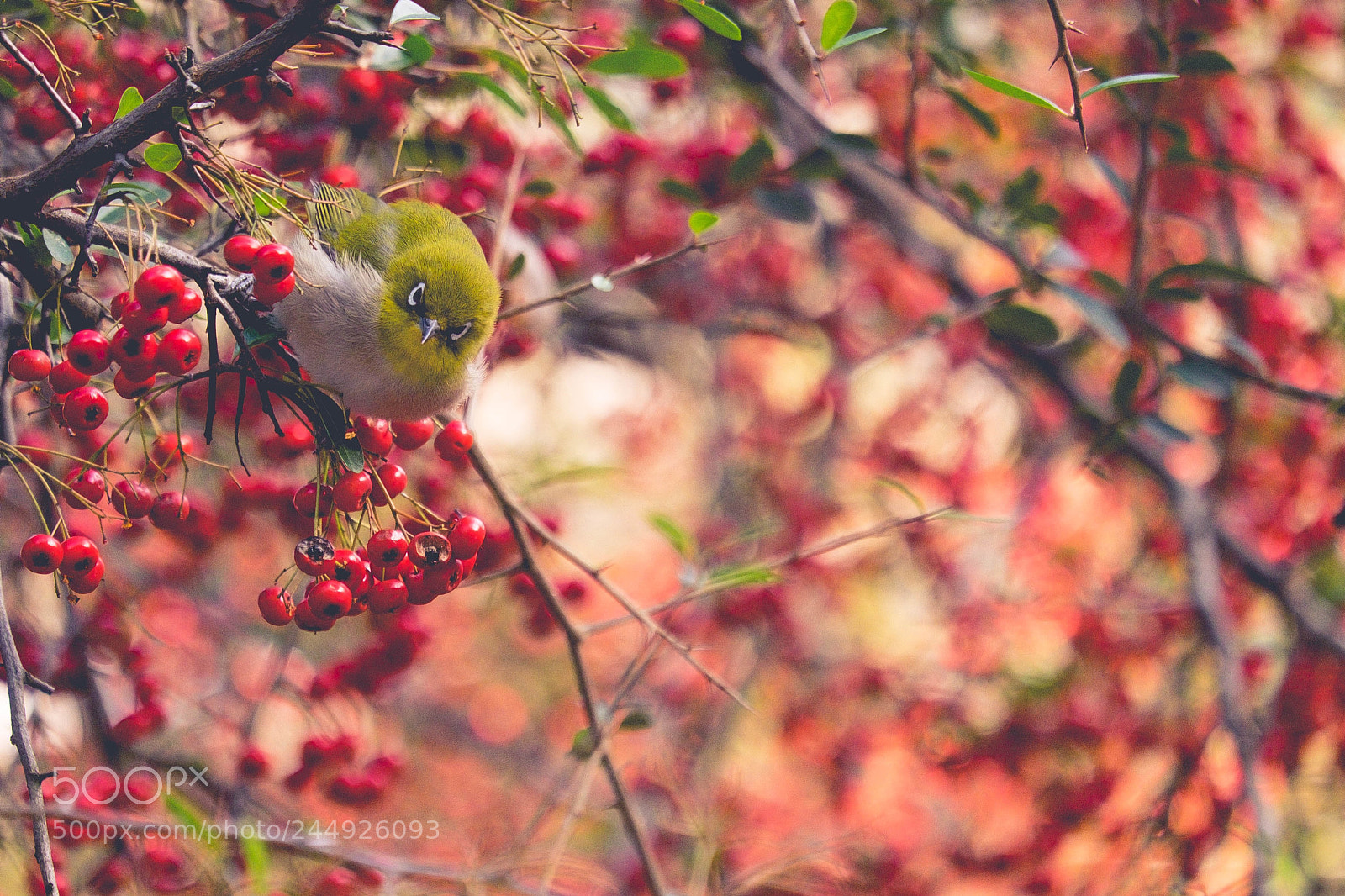 Fujifilm X-T10 sample photo. Spring photography
