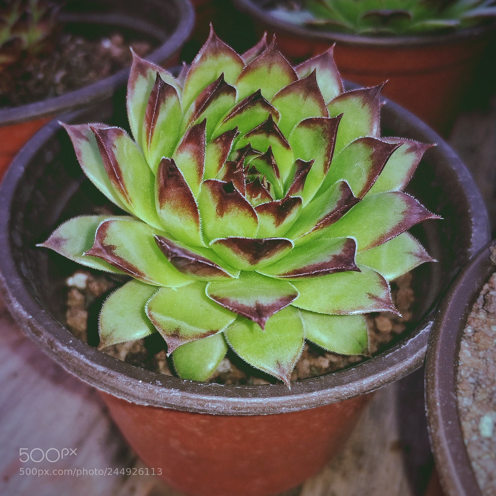 Xiaomi MI6 sample photo. Flower photography