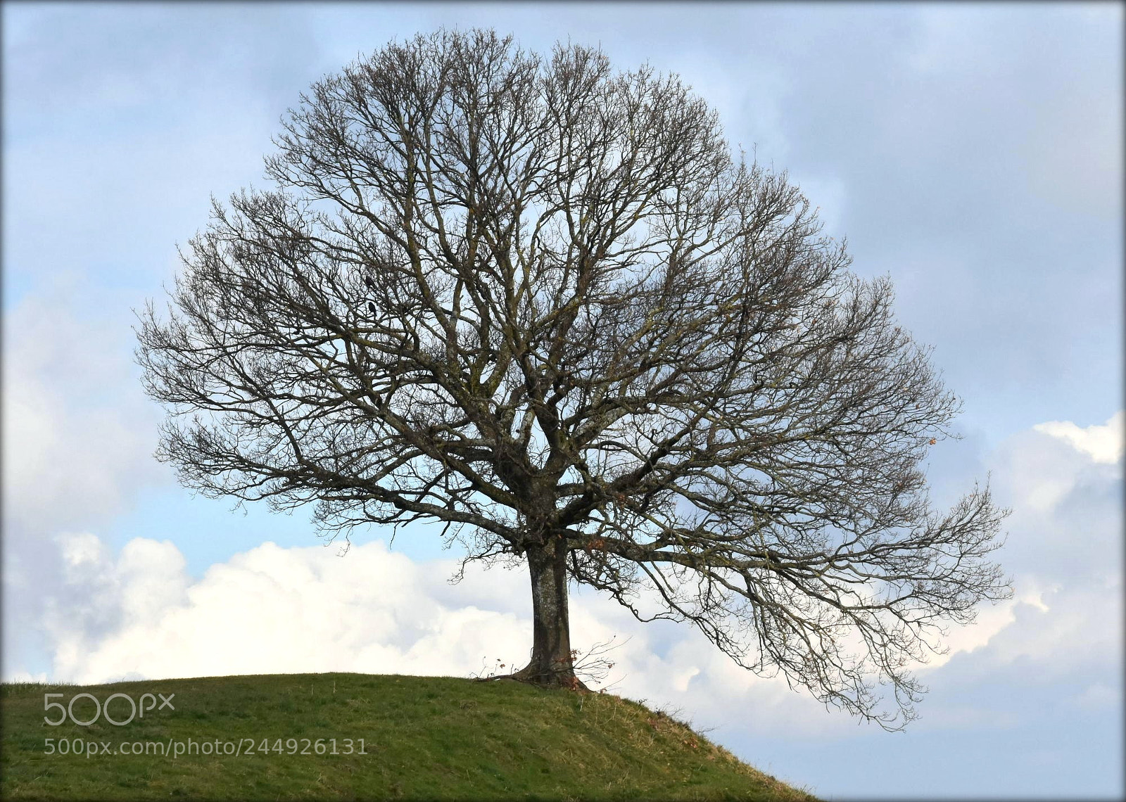 Nikon D7200 sample photo. "tree on special place" photography