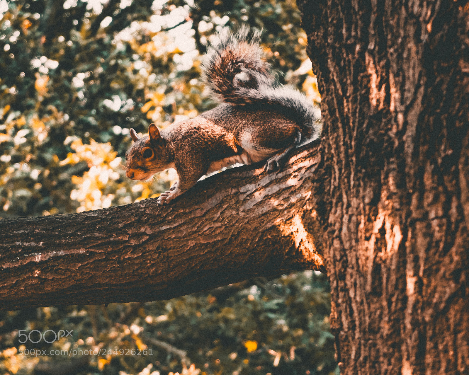 Fujifilm X20 sample photo. London squirrel photography