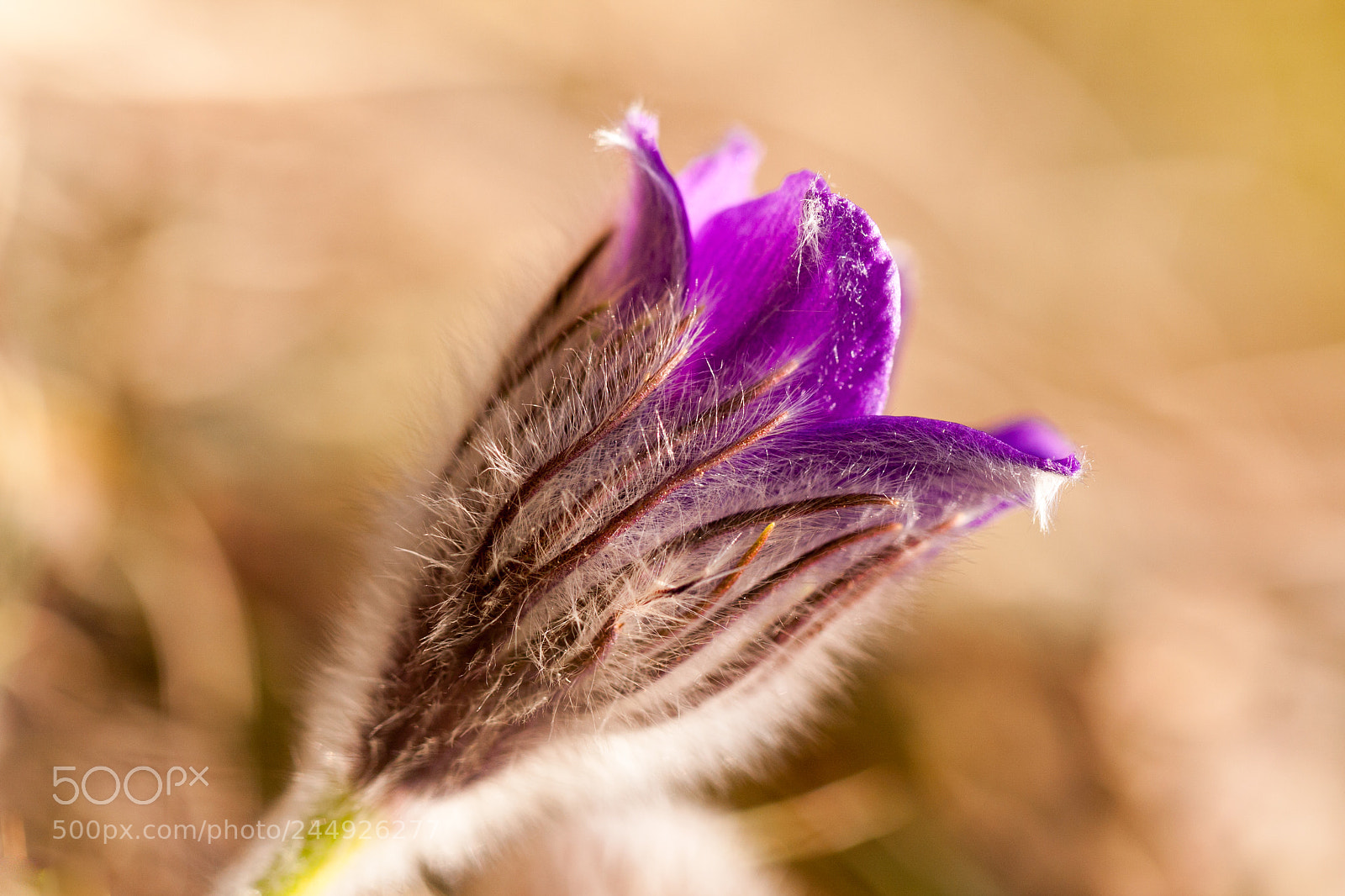 Canon EOS 40D sample photo. Spring promise photography