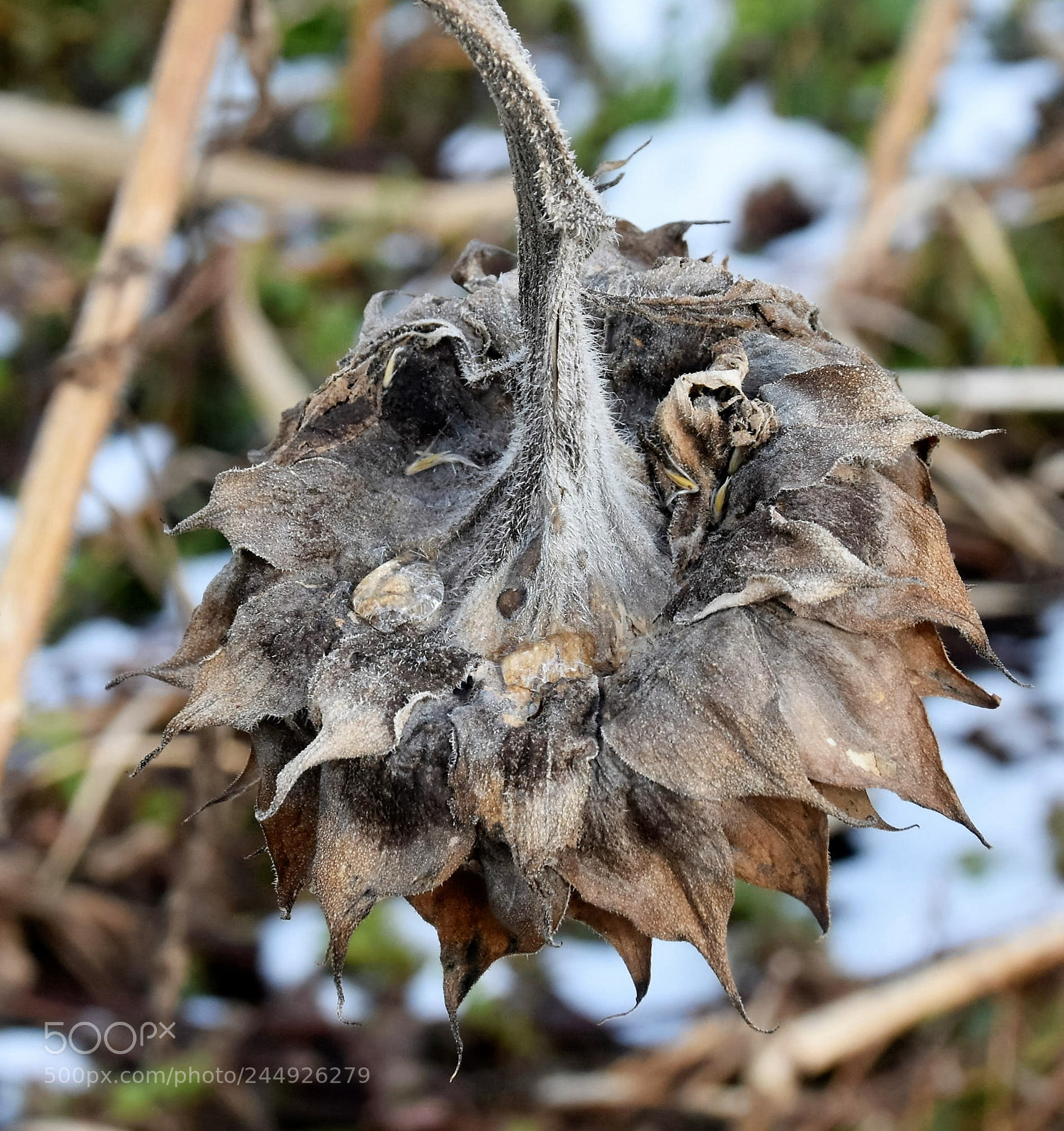 Nikon D7200 sample photo. "sunflower" photography