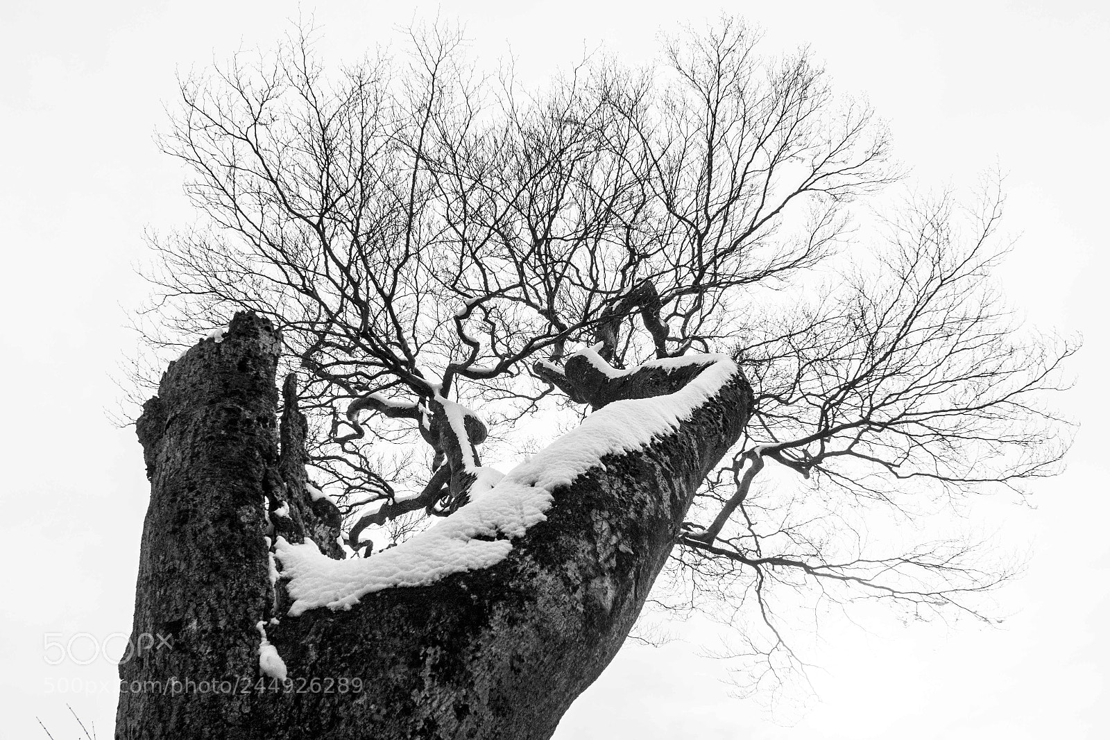 Canon PowerShot G7 X Mark II sample photo. Snow forest photography