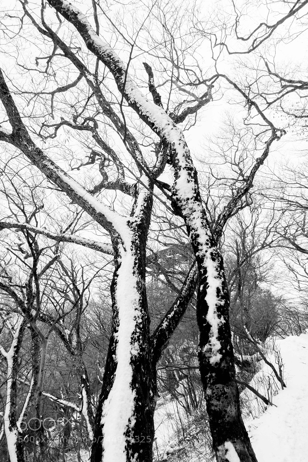 Canon PowerShot G7 X Mark II sample photo. Snow forest photography