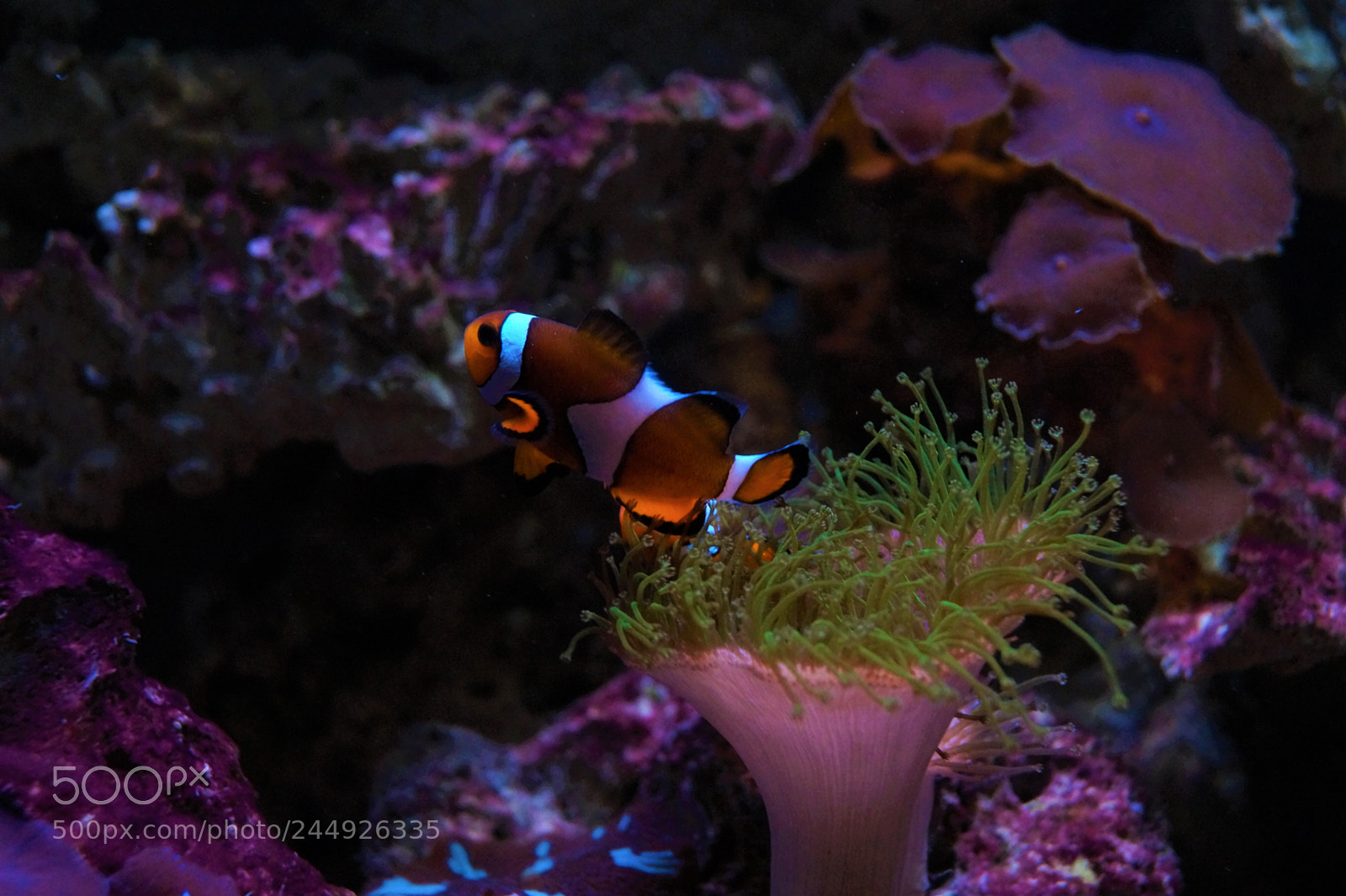 Sony SLT-A58 sample photo. Clownfish photography
