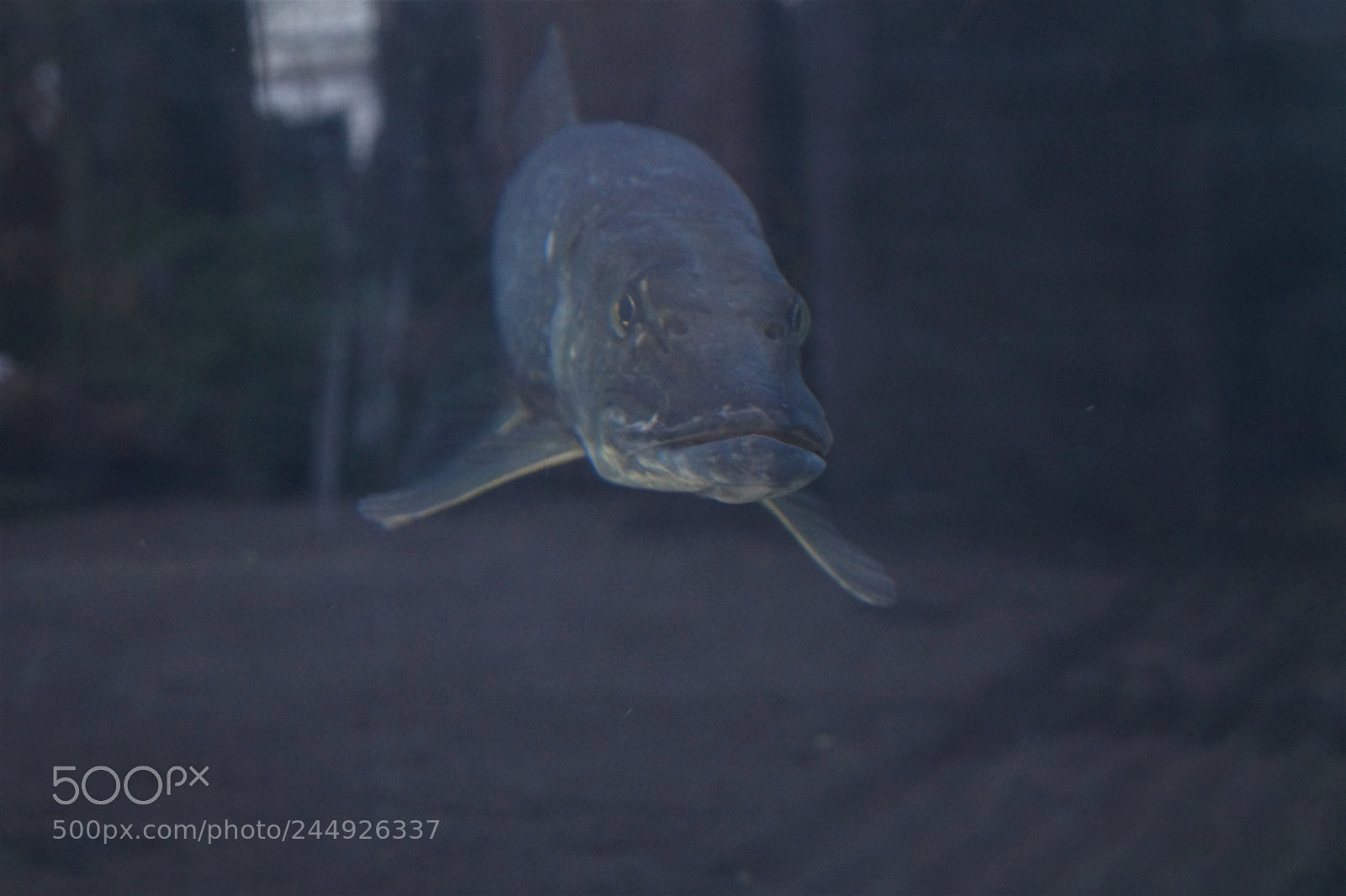 Sony SLT-A58 sample photo. Northern pike photography