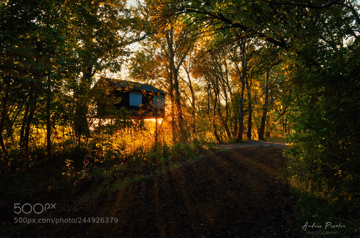 Nikon D5100 sample photo. Forest living photography