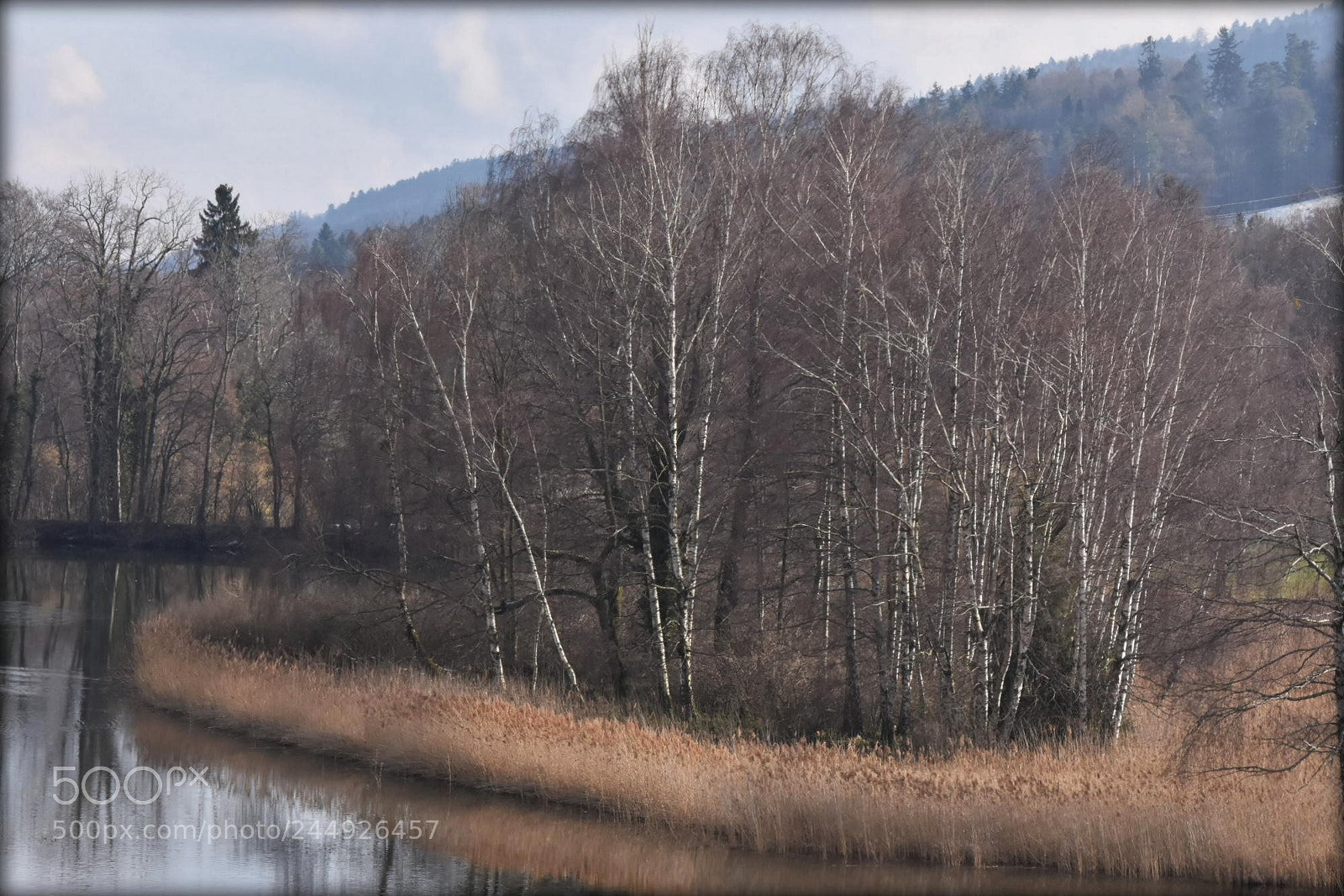 Nikon D7200 sample photo. "tree-colony" photography