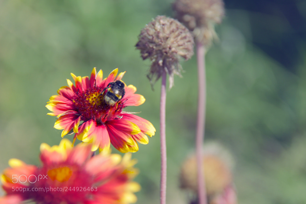 Canon EOS 500D (EOS Rebel T1i / EOS Kiss X3) sample photo. Bee photography