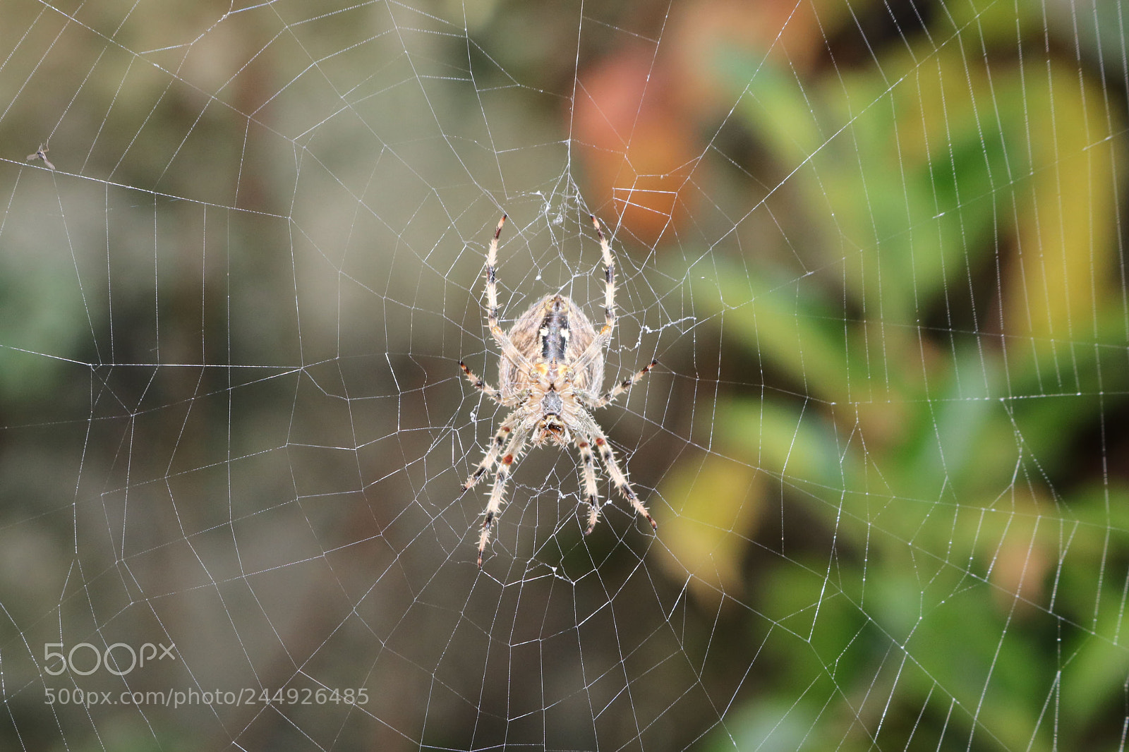 Canon EOS 750D (EOS Rebel T6i / EOS Kiss X8i) sample photo. Spider in web photography