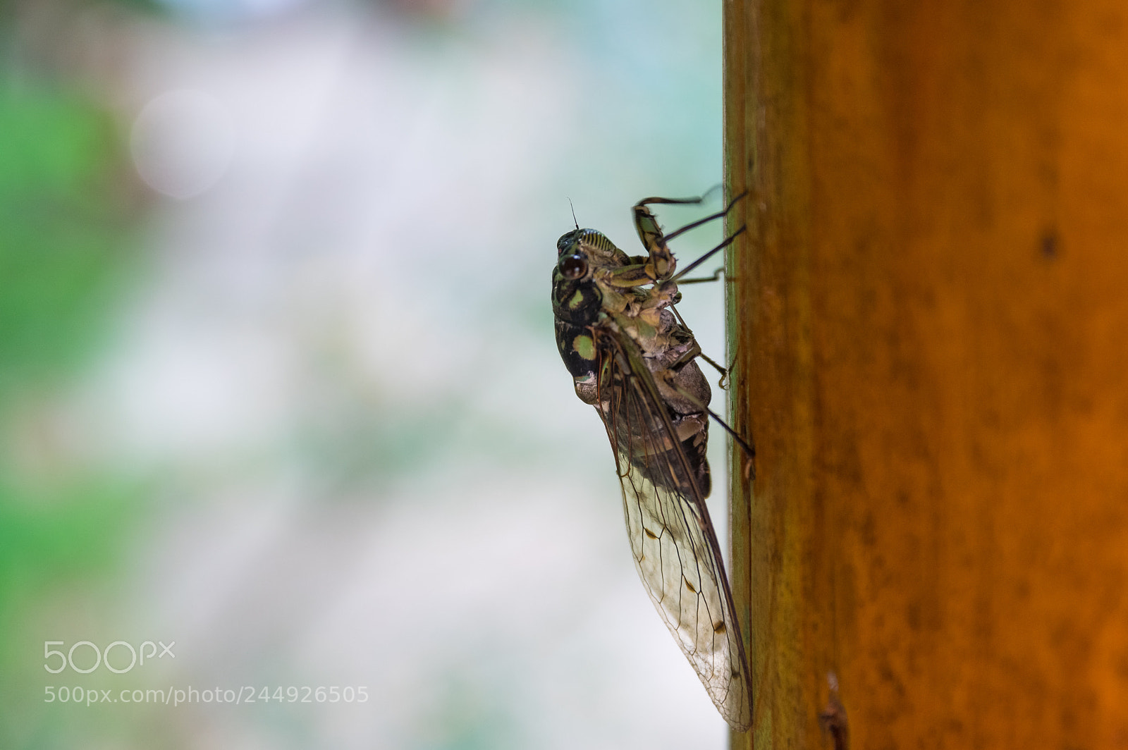 Pentax K-3 II sample photo. Cicadidae photography