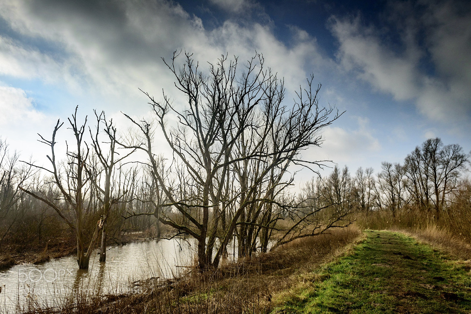 Nikon D800 sample photo. Winter sun @ biesbosch photography