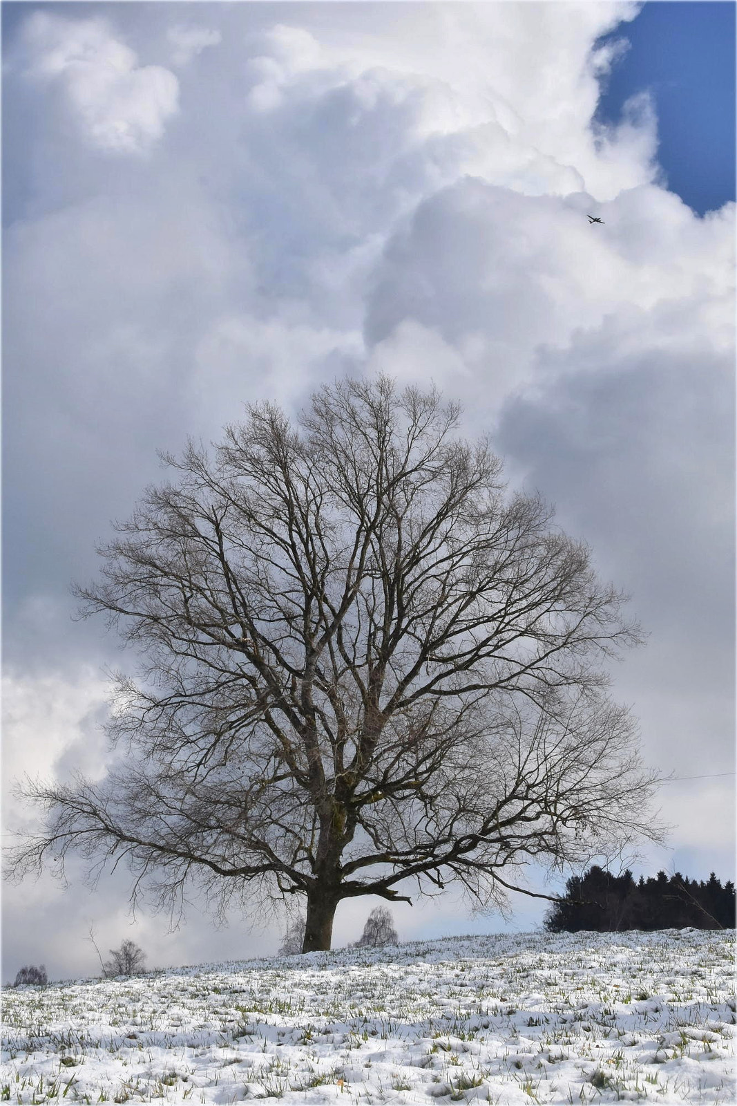 Nikon D7200 sample photo. "tree;with clouds" photography
