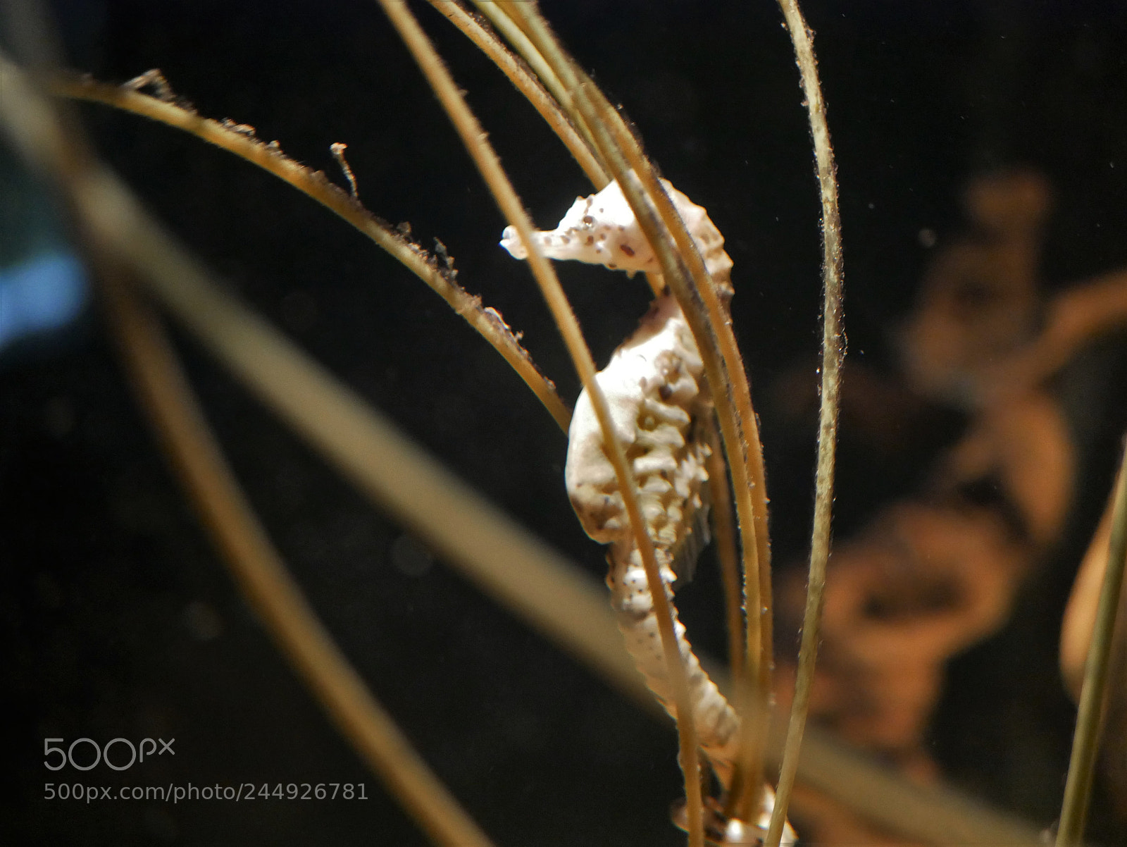 Panasonic Lumix DMC-G85 (Lumix DMC-G80) sample photo. Seahorse photography