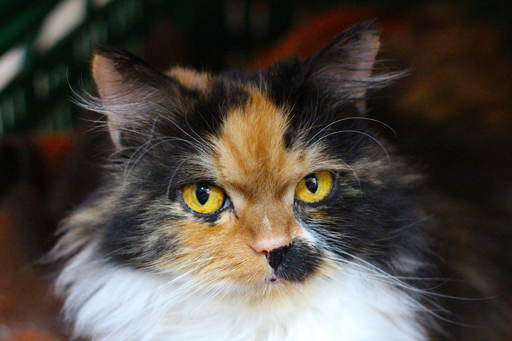 Canon EOS 700D (EOS Rebel T5i / EOS Kiss X7i) + Canon EF 50mm F1.8 II sample photo. Three-colour photography